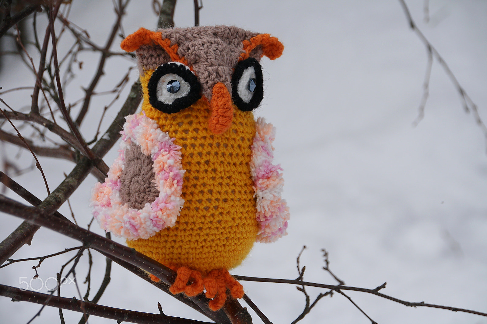 Canon EOS 1000D (EOS Digital Rebel XS / EOS Kiss F) sample photo. Owl photography