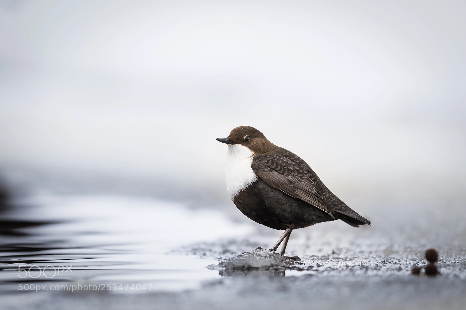 Canon EOS 5D Mark IV sample photo. White-throated dipper in a photography