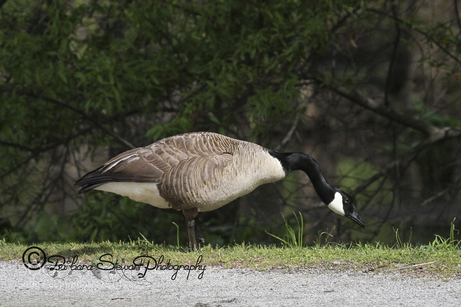 Canon EOS 7D sample photo. Nature in spring photography