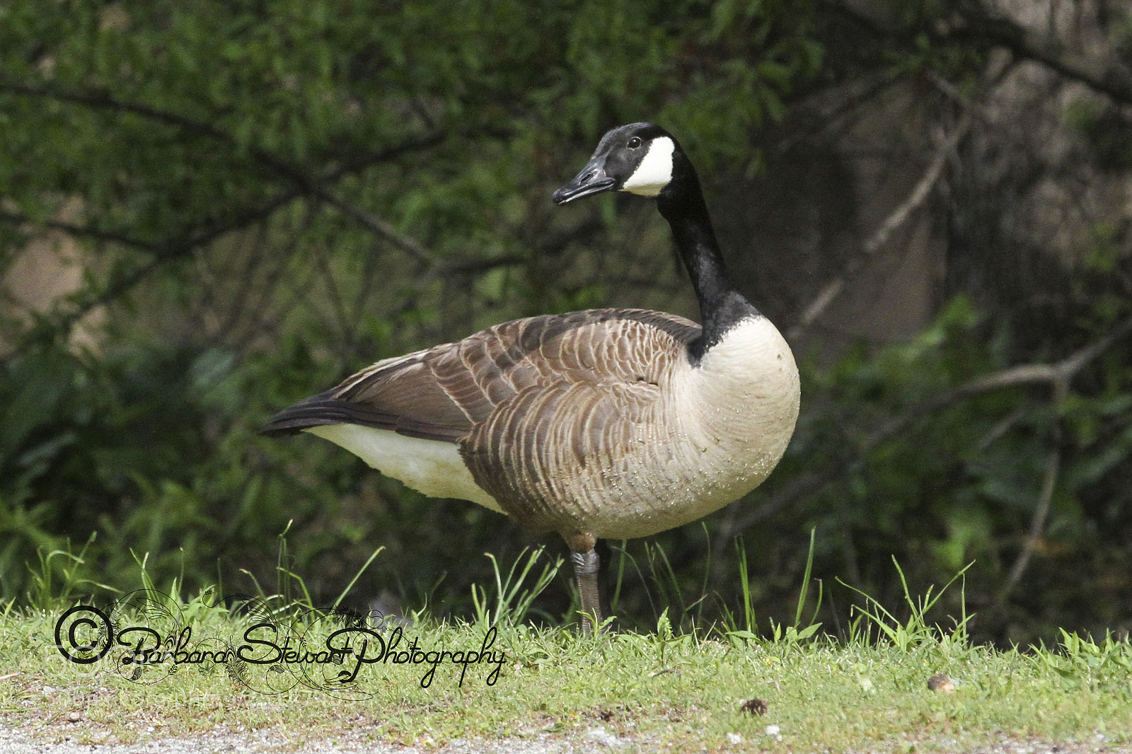 Canon EOS 7D sample photo. Nature in spring photography