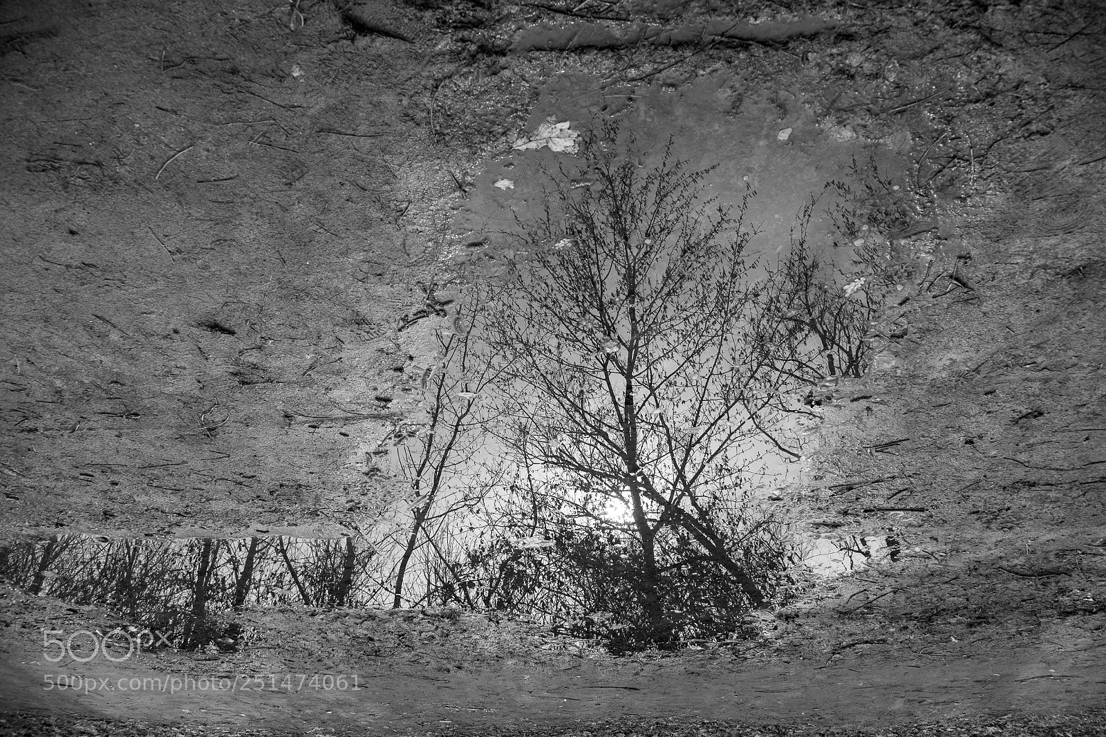 Canon EOS 6D Mark II sample photo. Tree to tree photography