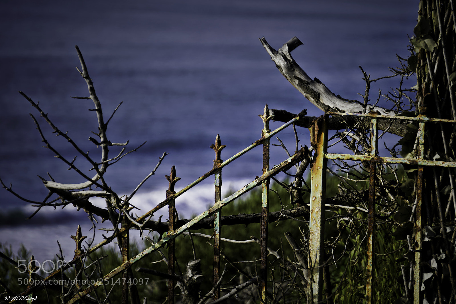 Sony a6300 sample photo. Iron fence photography
