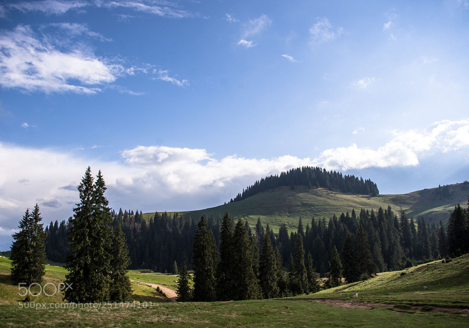 Pentax K-x sample photo. Pinesland photography