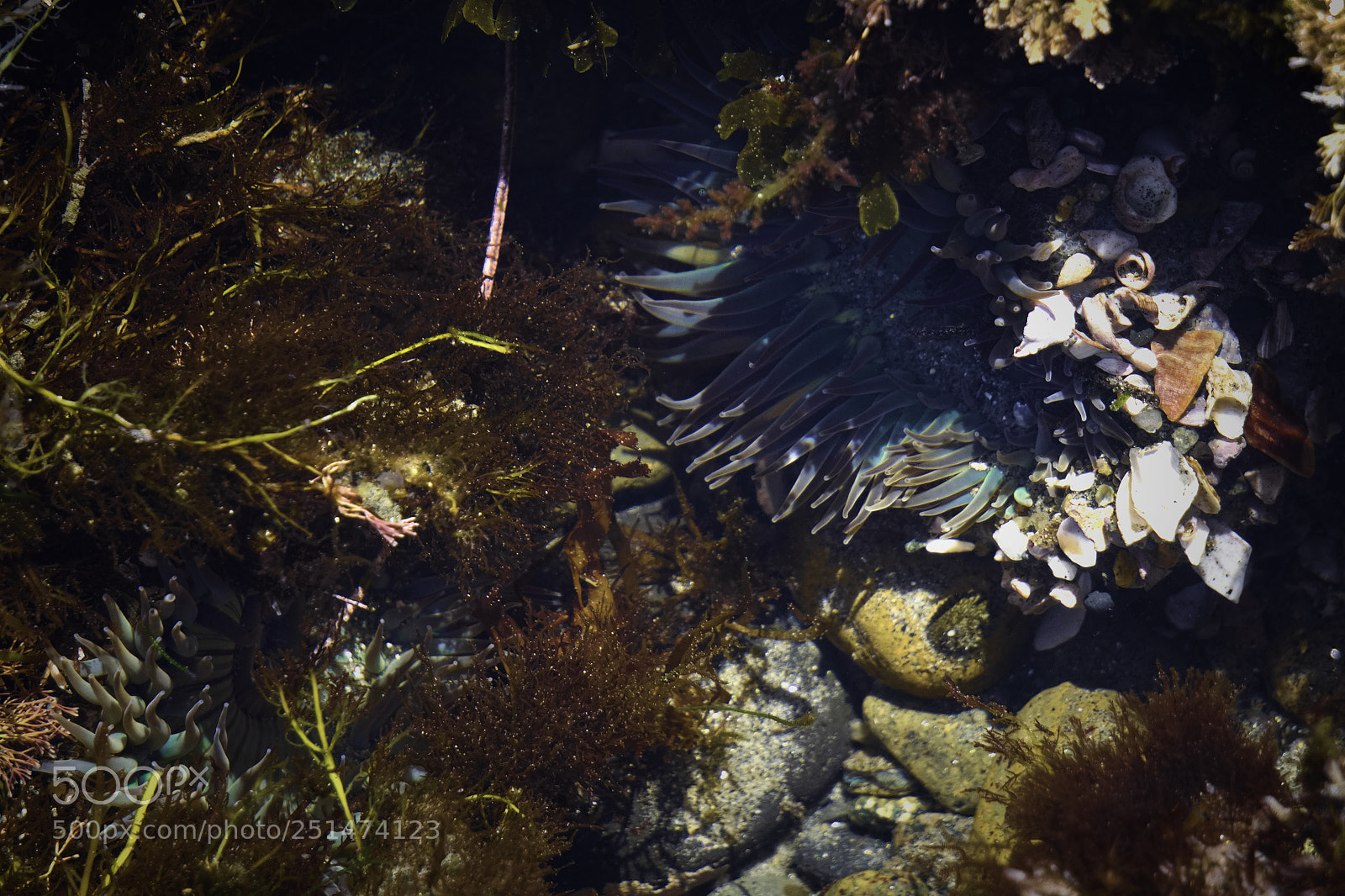 Sony a6300 sample photo. Tide pool photography