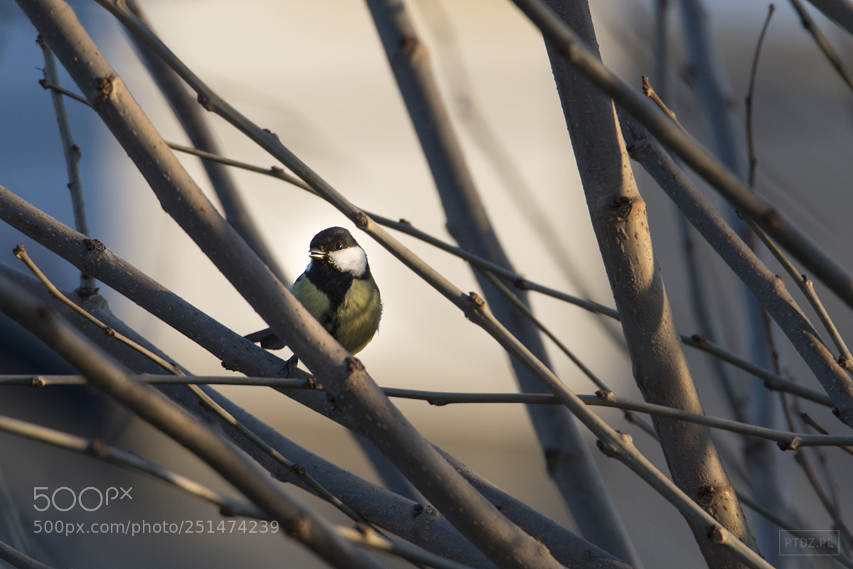 Nikon D5300 sample photo. 064 parus major photography