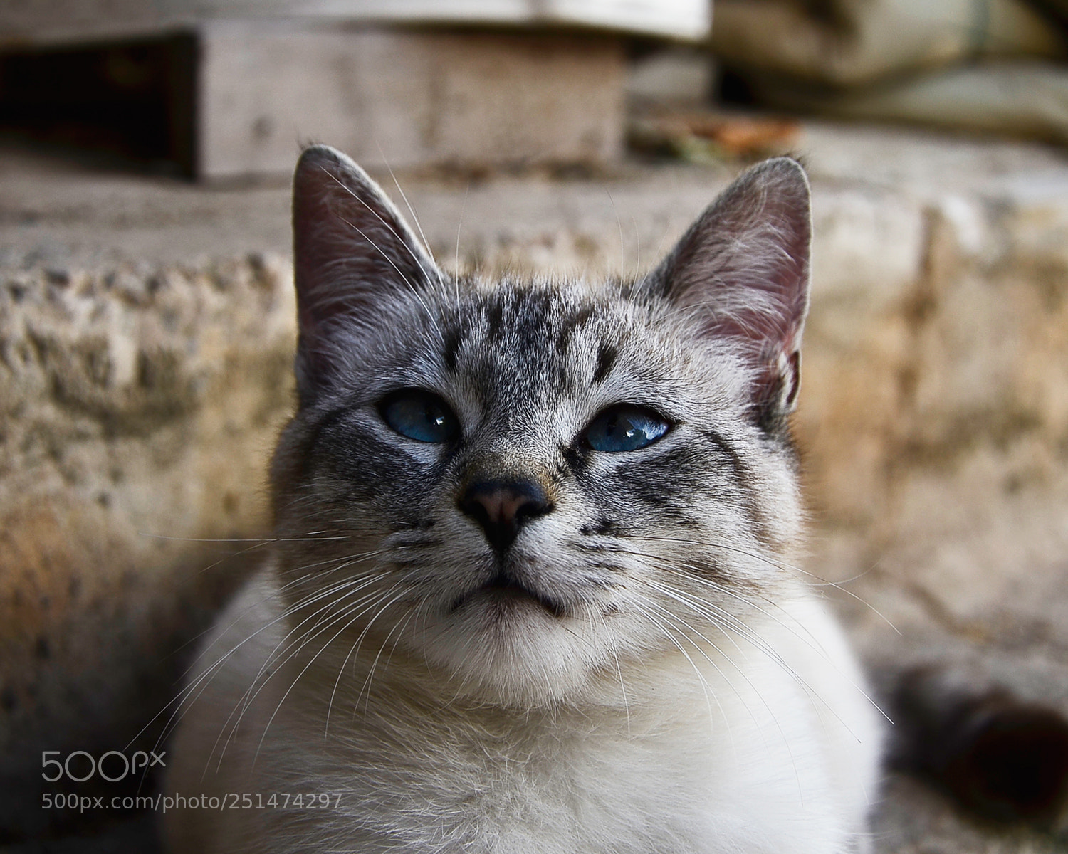 Nikon D7000 sample photo. Untitled photography