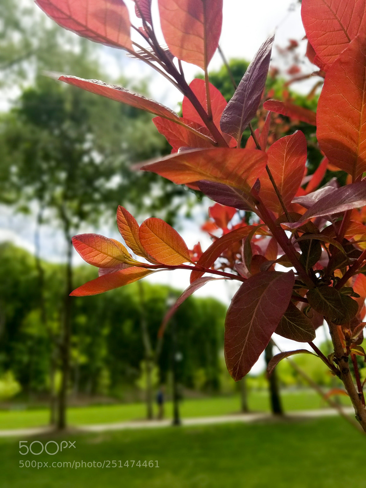 Samsung Galaxy S8+ sample photo. Springtime leaves photography