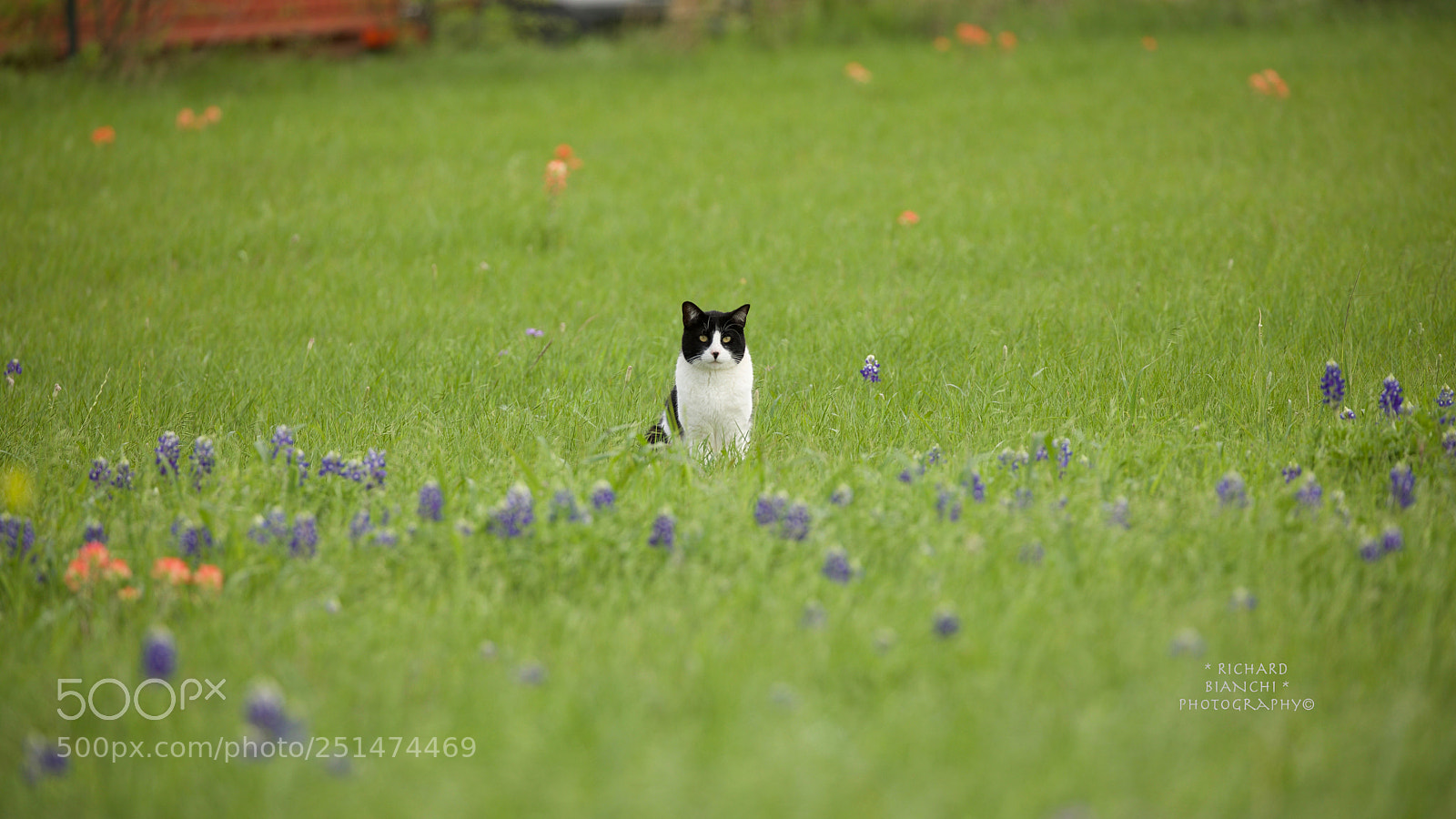 Canon EOS 5D Mark IV sample photo. Meadow cat photography