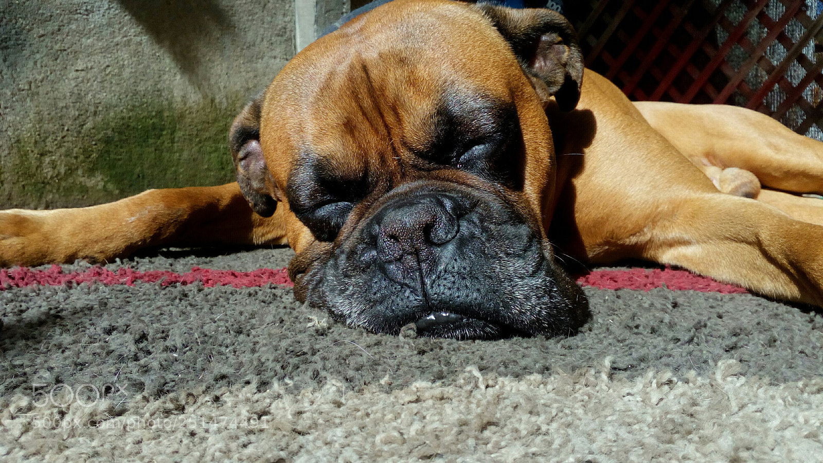 HUAWEI Y5II sample photo. Boxer photography