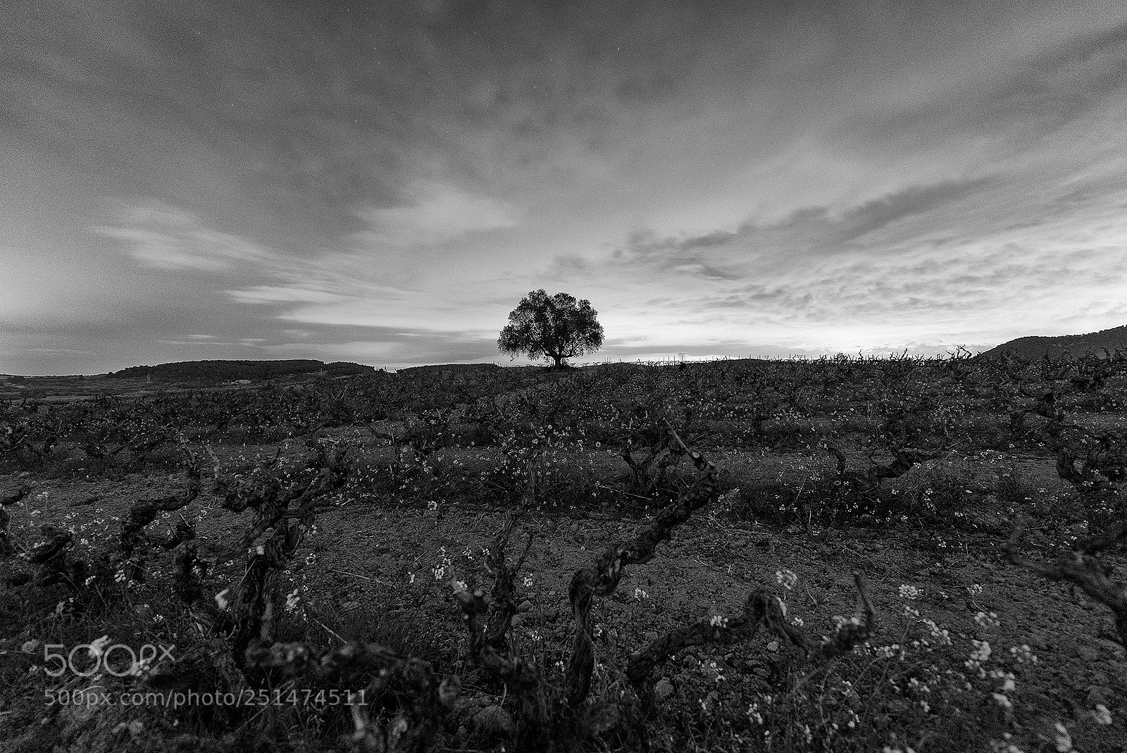 Nikon D610 sample photo. El guardi n de photography
