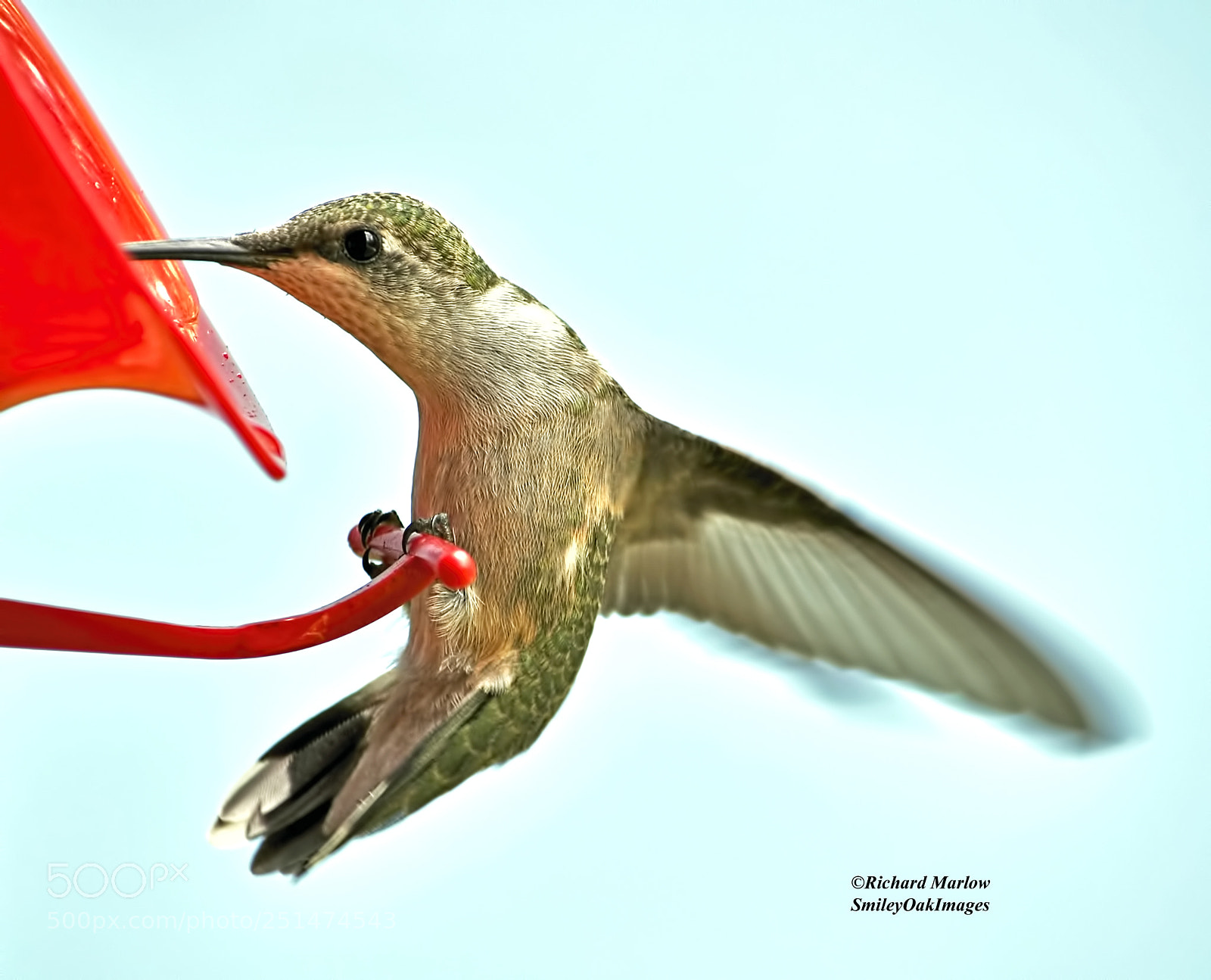 Nikon D5000 sample photo. Hummingbird photography