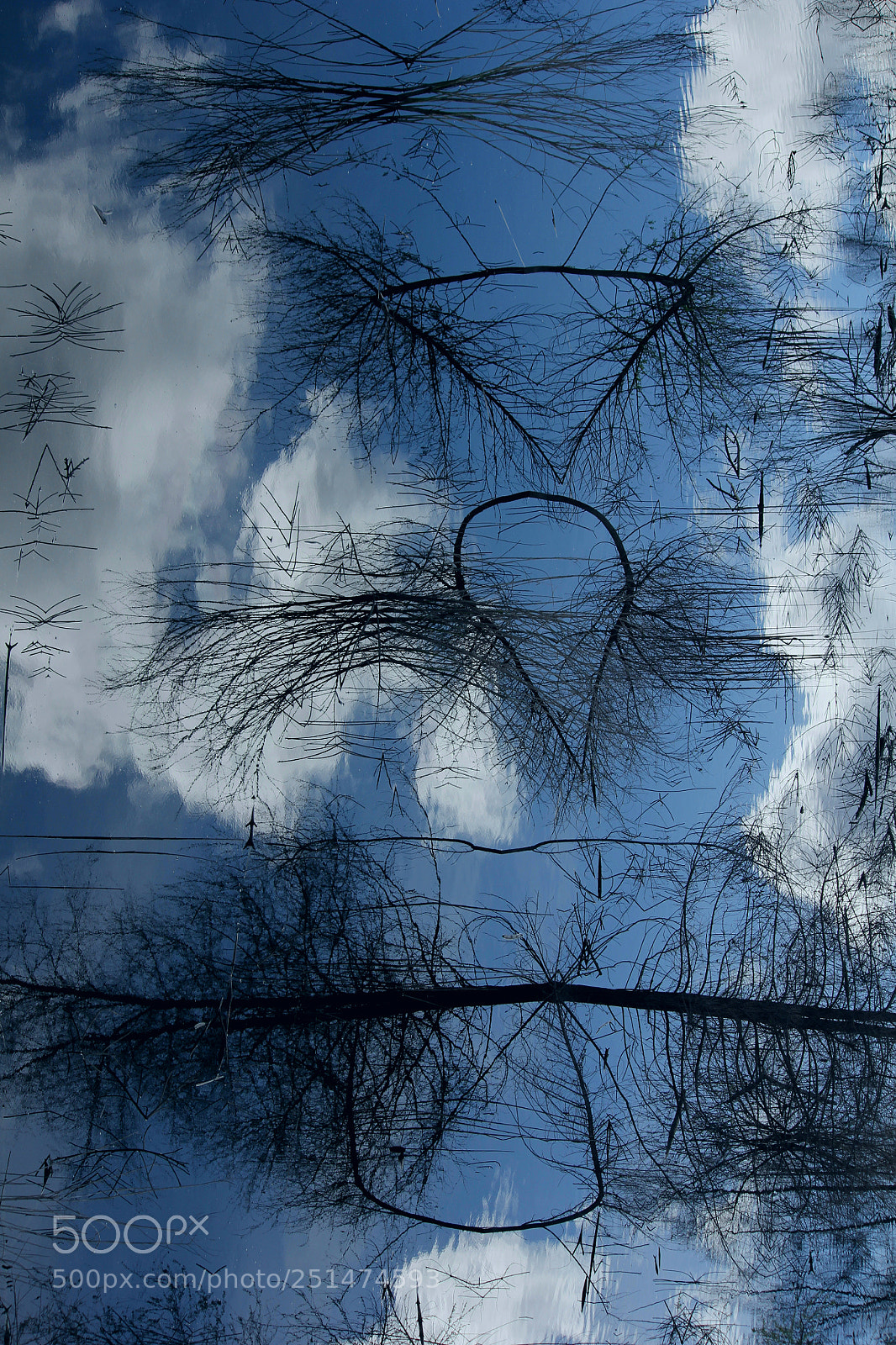 Canon EOS 60D sample photo. Natures own abstract photography