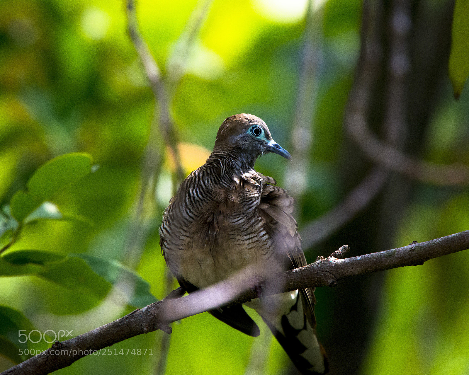 Nikon D7200 sample photo. Jungle pigeon photography
