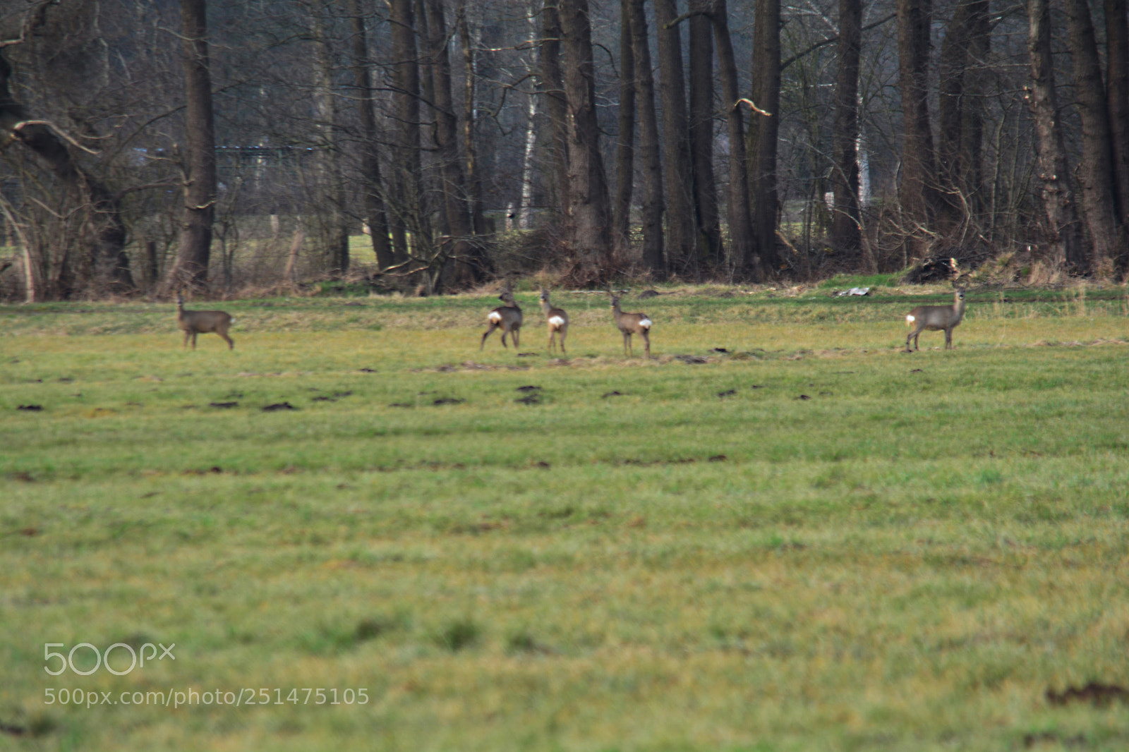 Nikon D5200 sample photo. Rehgruppe photography