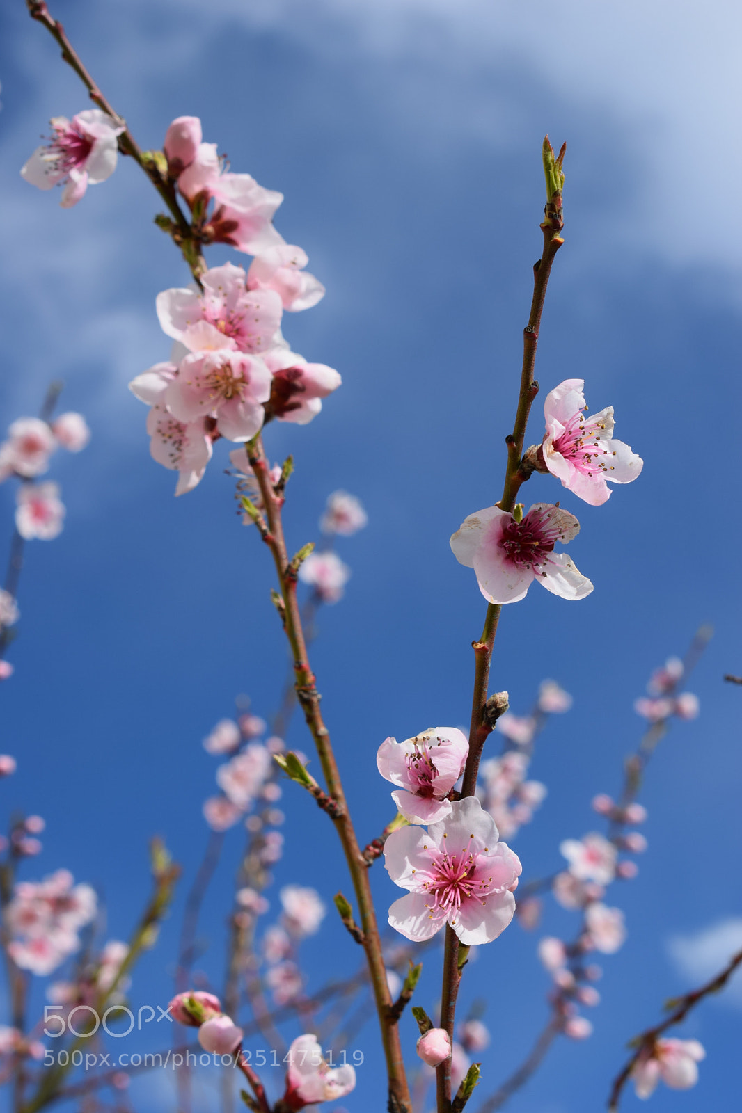 Nikon D3300 sample photo. Peach photography