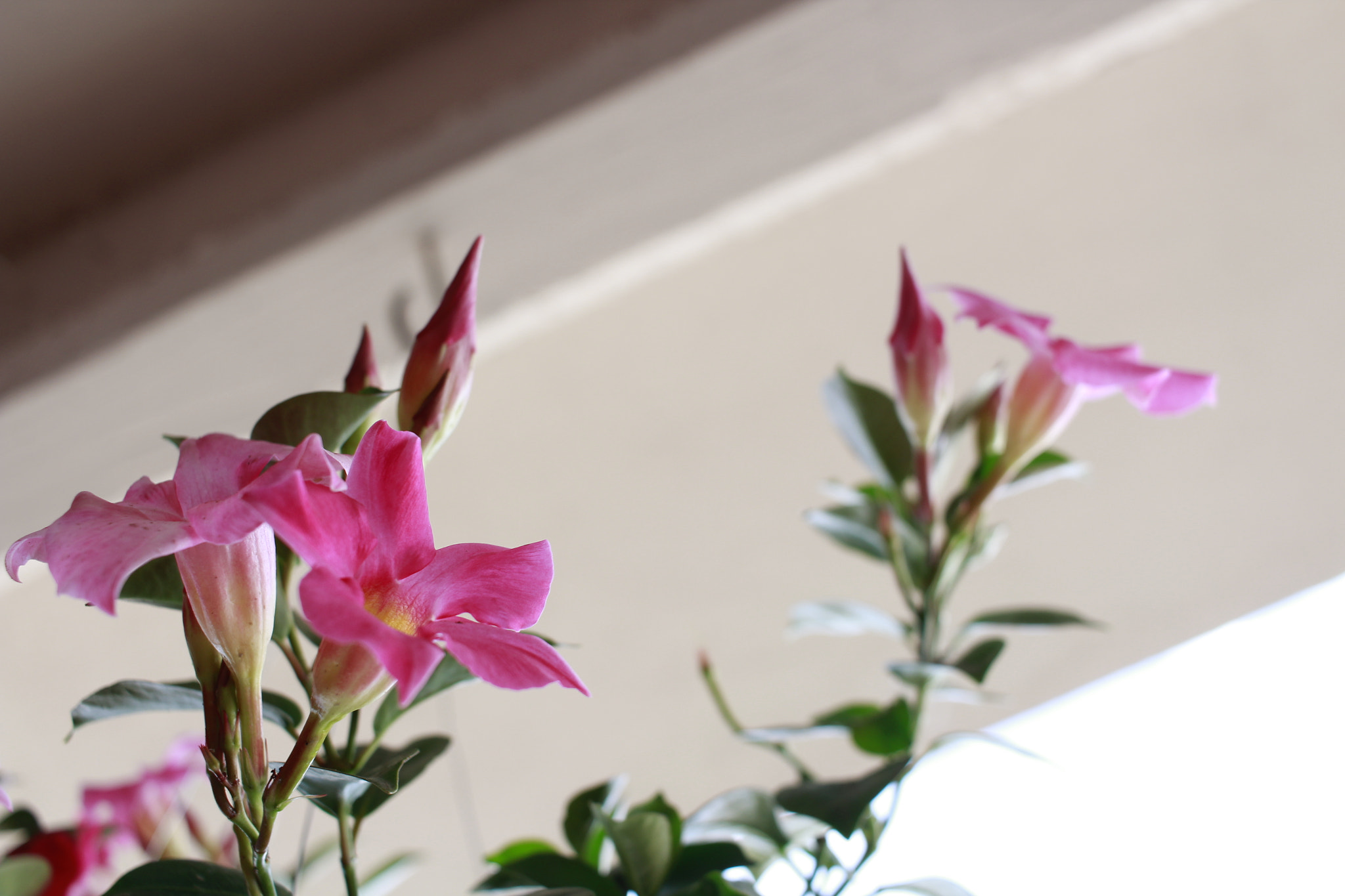 Canon EF-S 24mm F2.8 STM sample photo. Casa photography