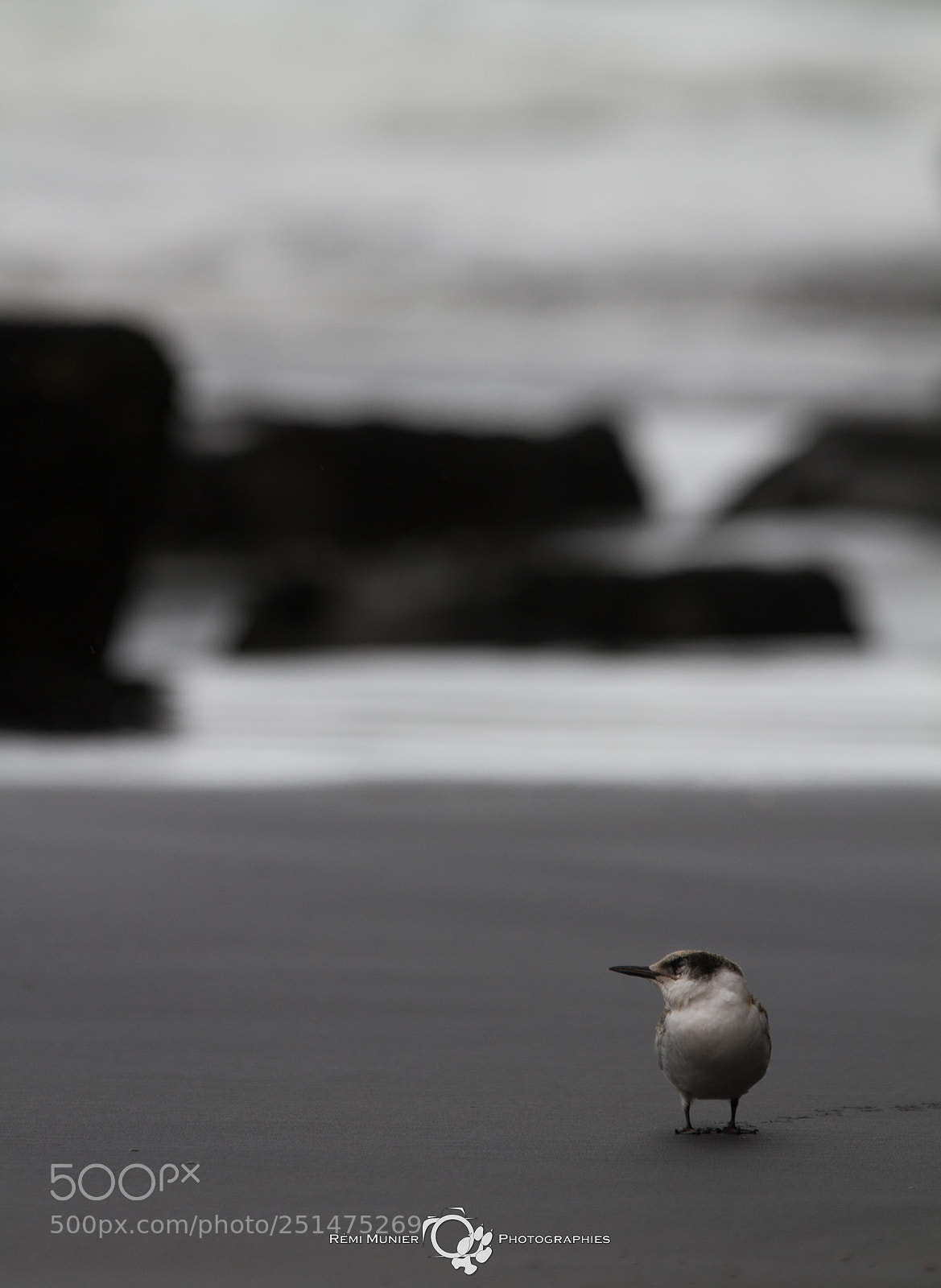 Canon EOS 7D sample photo. Sterne tara (sterna striata) photography