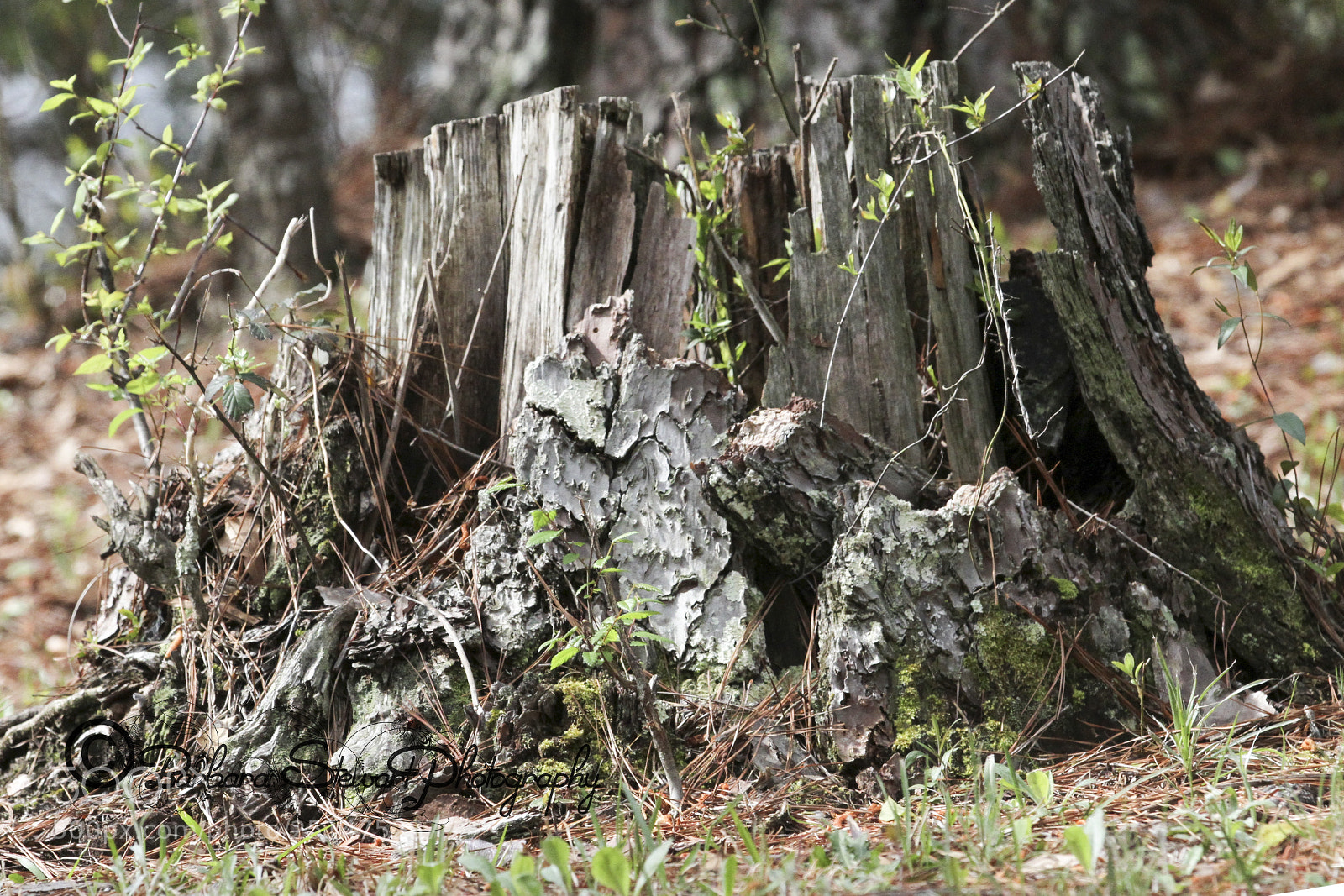 Canon EOS 7D sample photo. Nature in spring photography