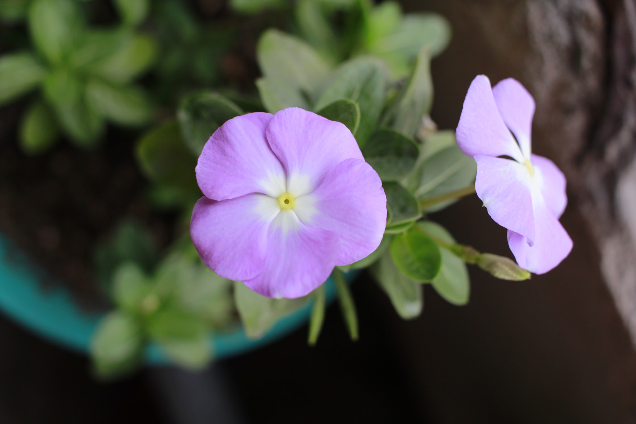 Canon EF-S 24mm F2.8 STM sample photo. Base floral photography