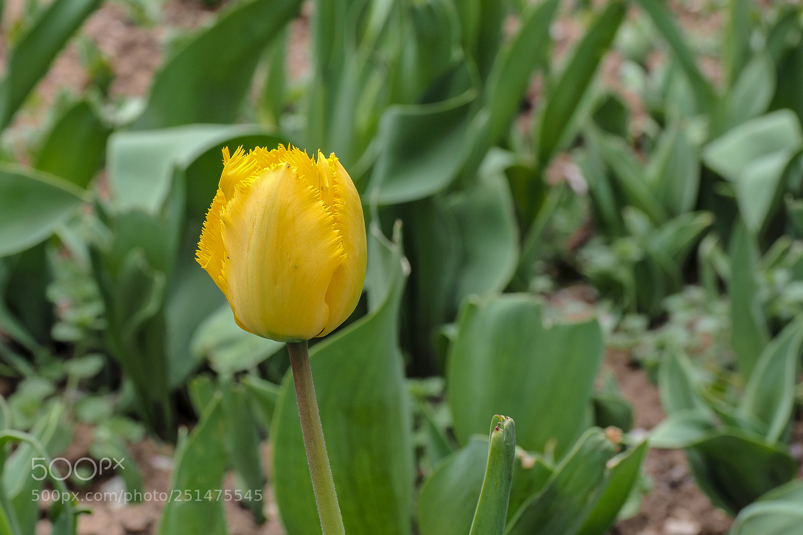 Olympus OM-D E-M1 Mark II sample photo. Olympus digital camera photography
