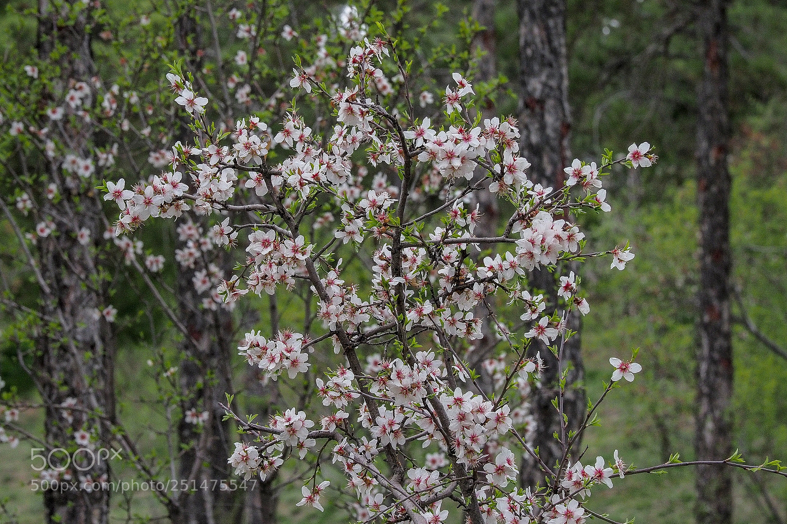 Olympus OM-D E-M1 Mark II sample photo. Olympus digital camera photography