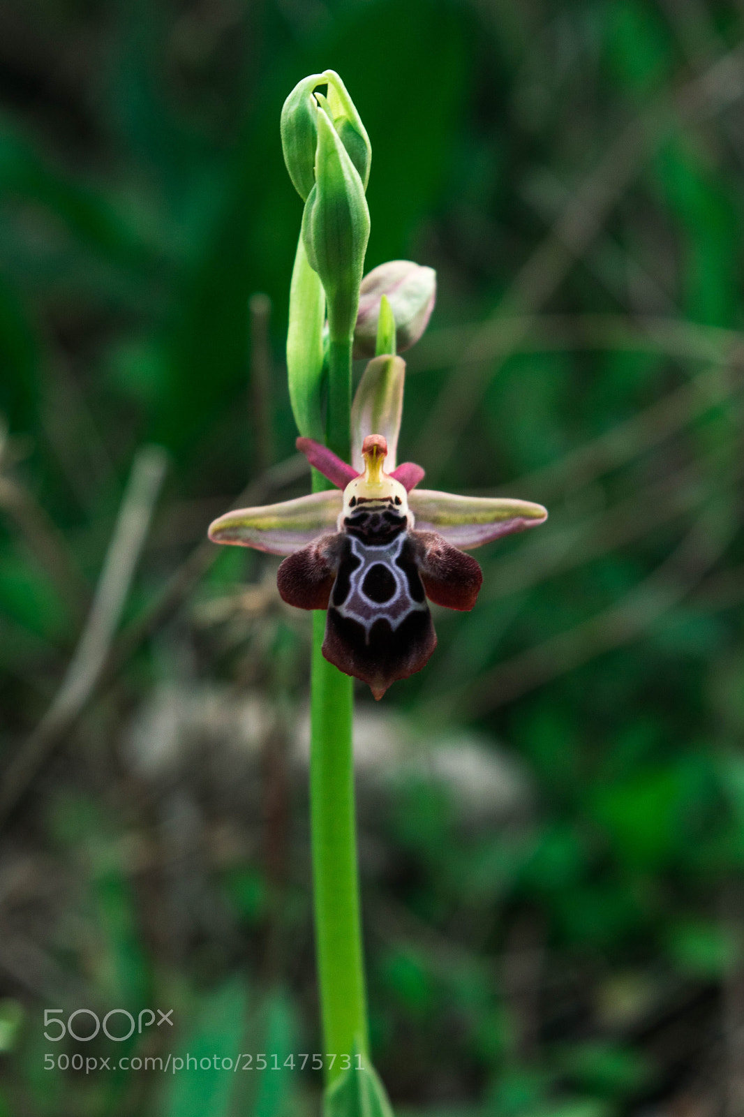 Nikon D5300 sample photo. A little wild orchid photography