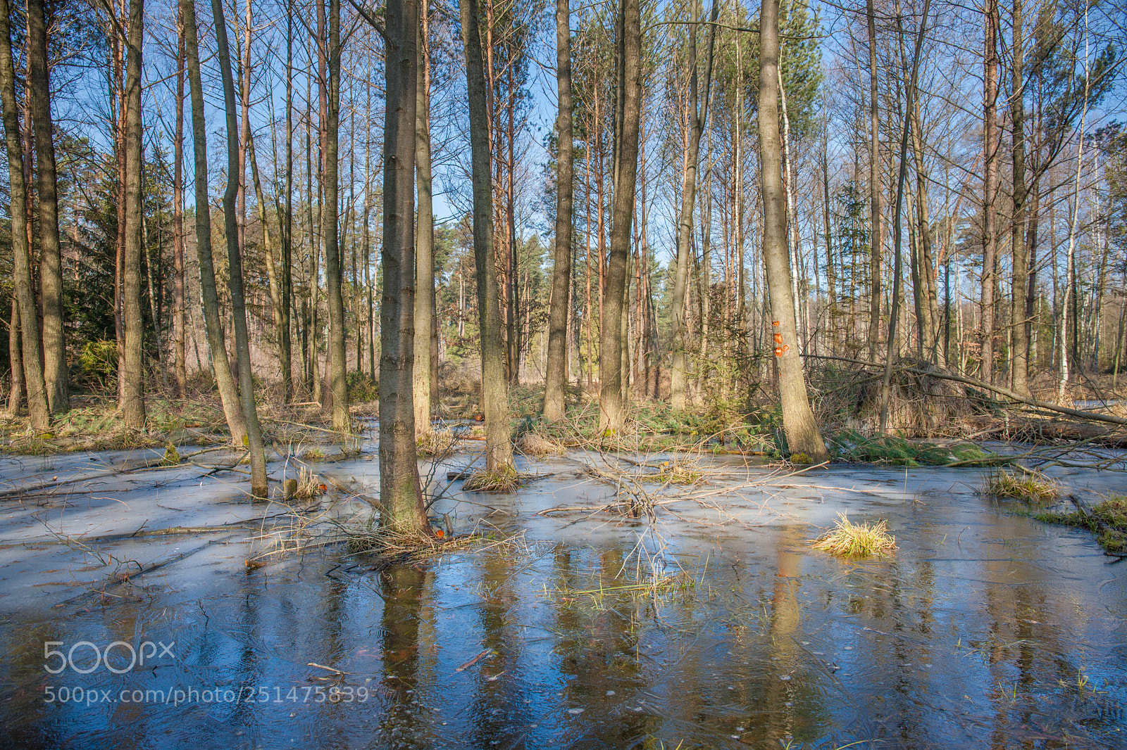 Canon EOS-1Ds Mark III sample photo. Forest photography