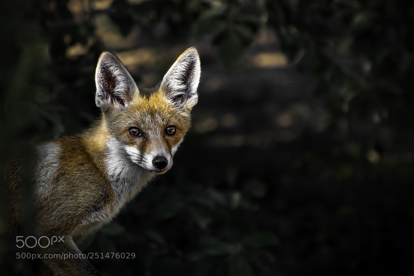 Nikon D90 sample photo. Fox :) photography