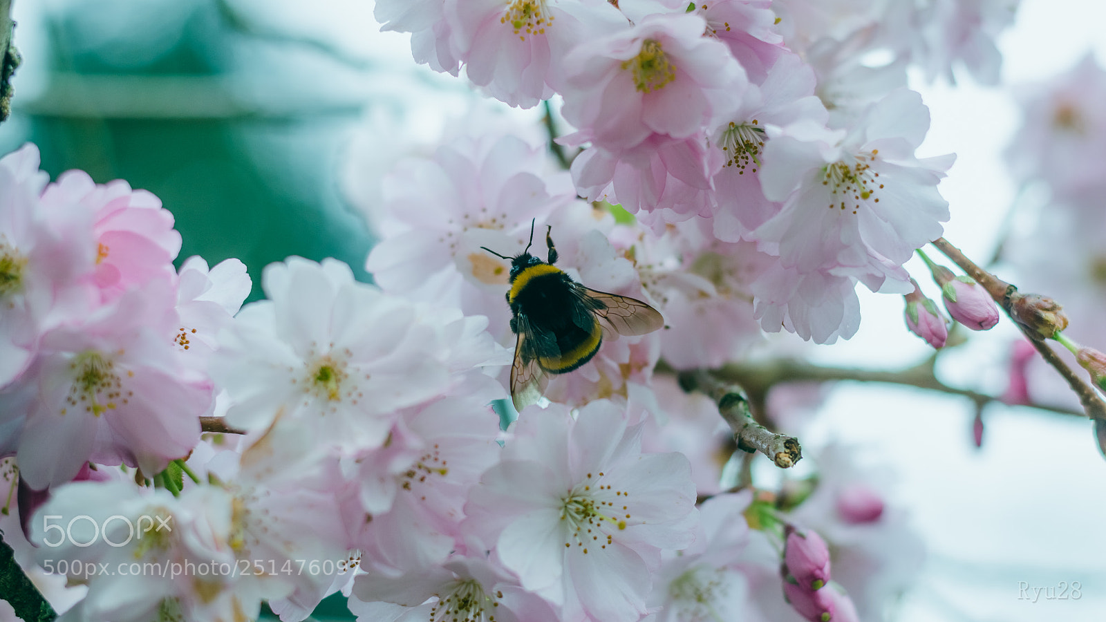 Nikon D5100 sample photo. Sakura & bourdon photography