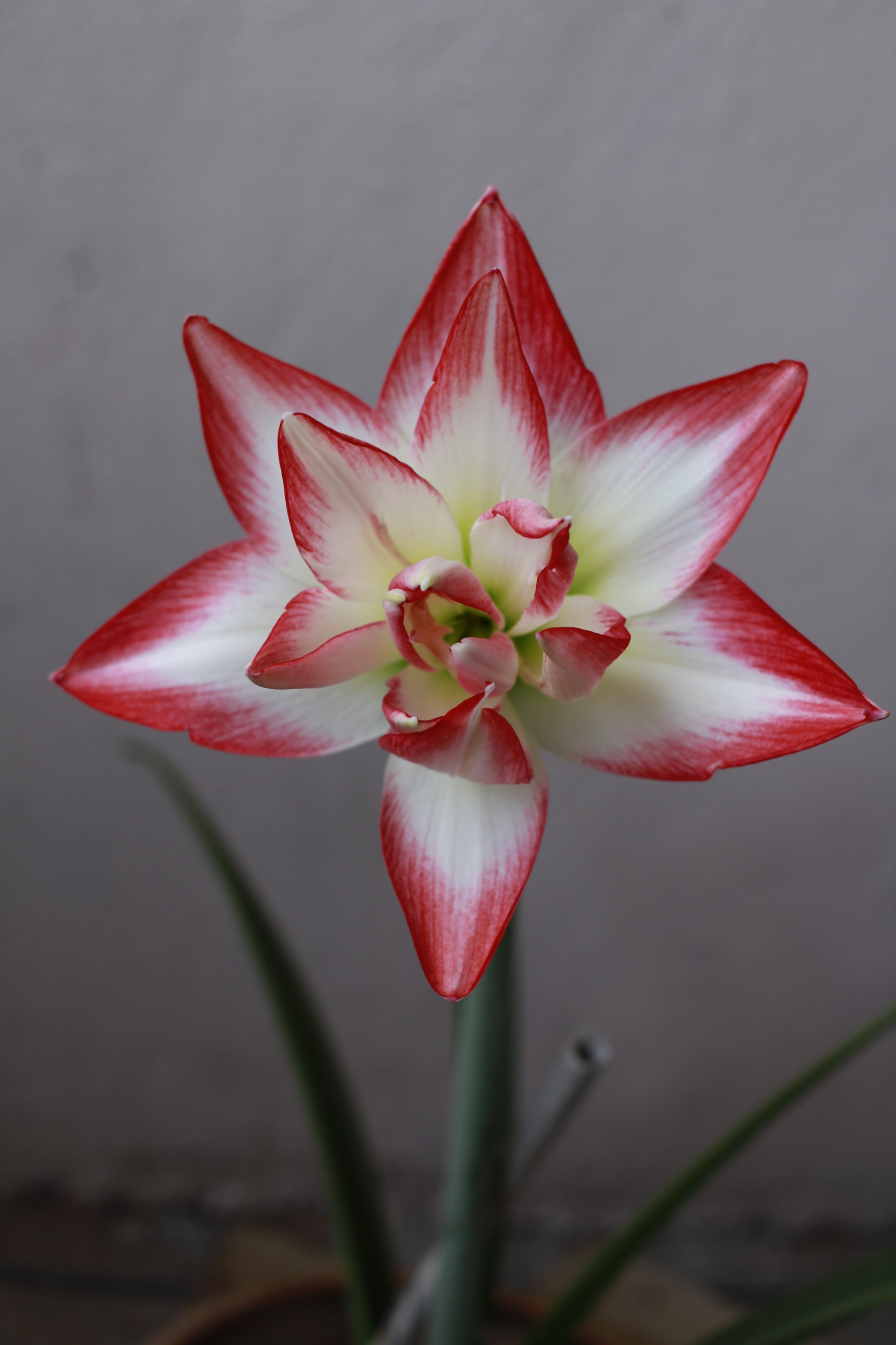 Canon EF-S 24mm F2.8 STM sample photo. Estrella photography