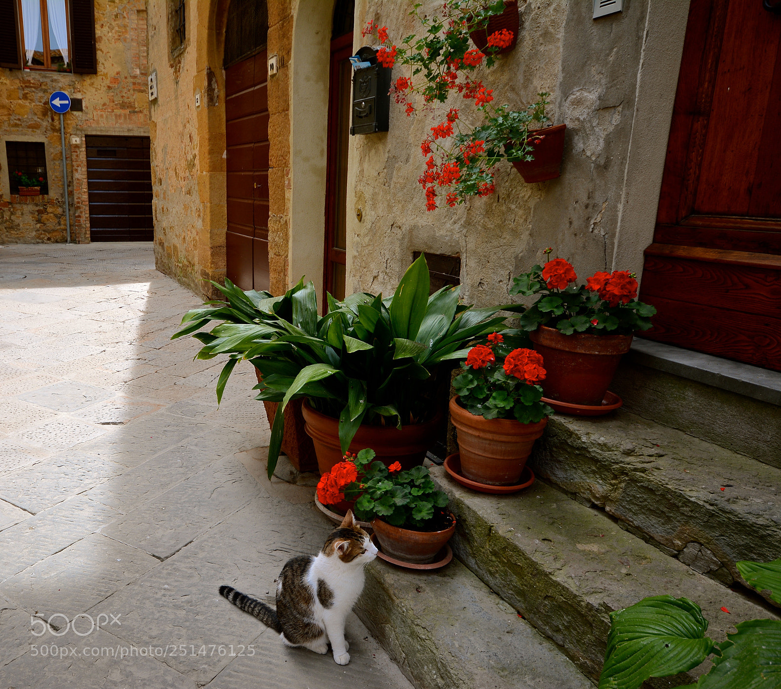 Nikon D7100 sample photo. A cat at the photography