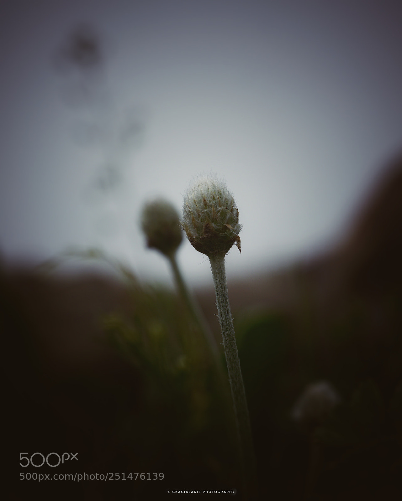 Sony a6000 sample photo. Untitled photography