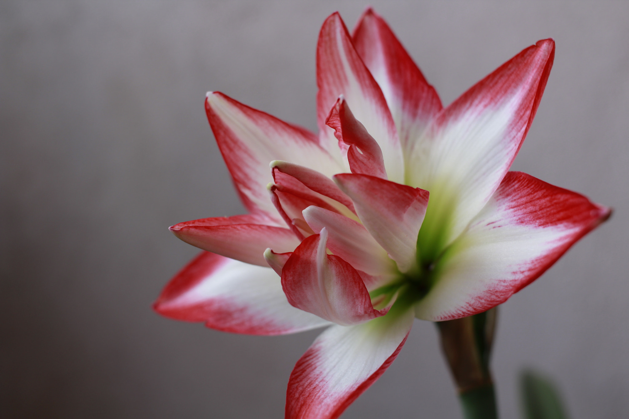 Canon EF-S 24mm F2.8 STM sample photo. Primavera photography