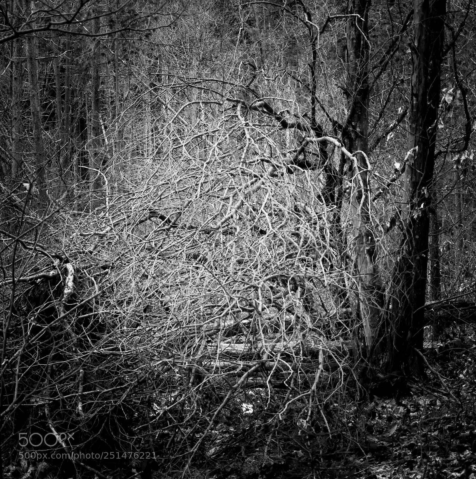 Nikon D90 sample photo. Inverno photography