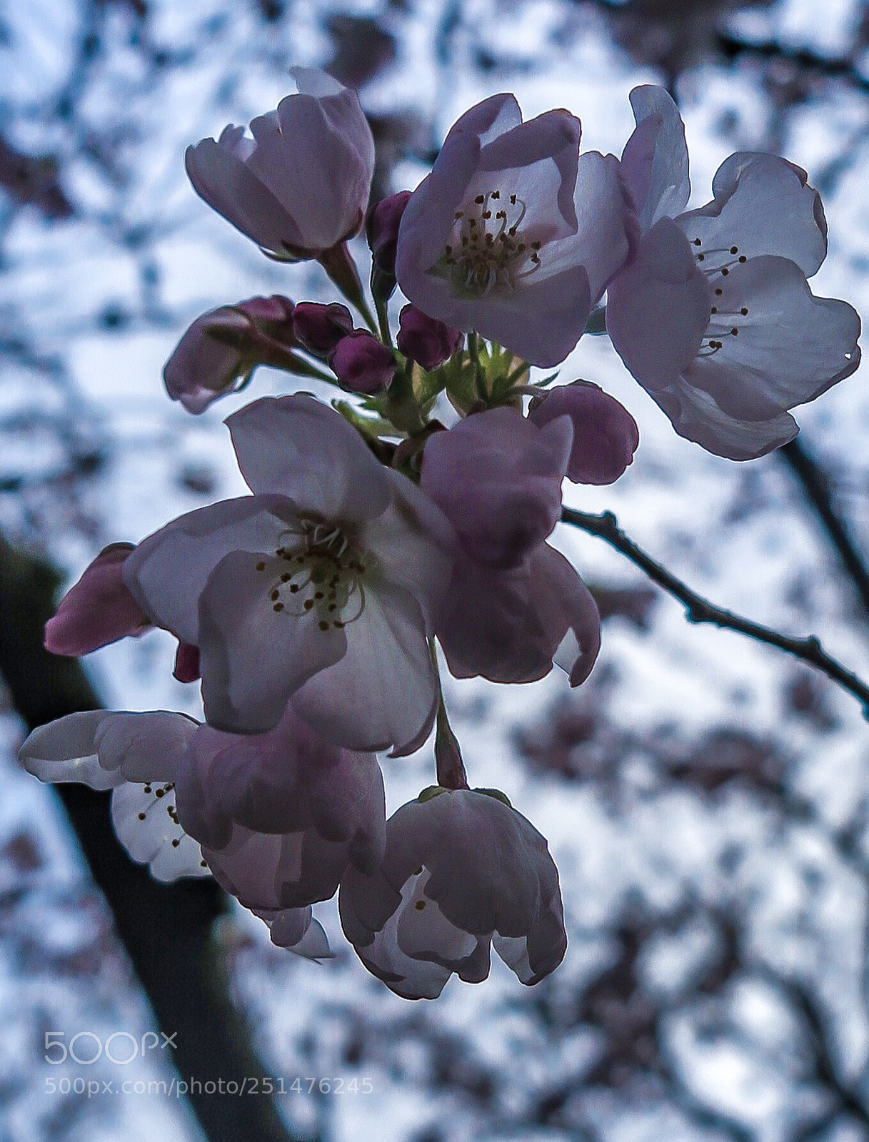 Canon PowerShot G1 X Mark II sample photo. Plum photography