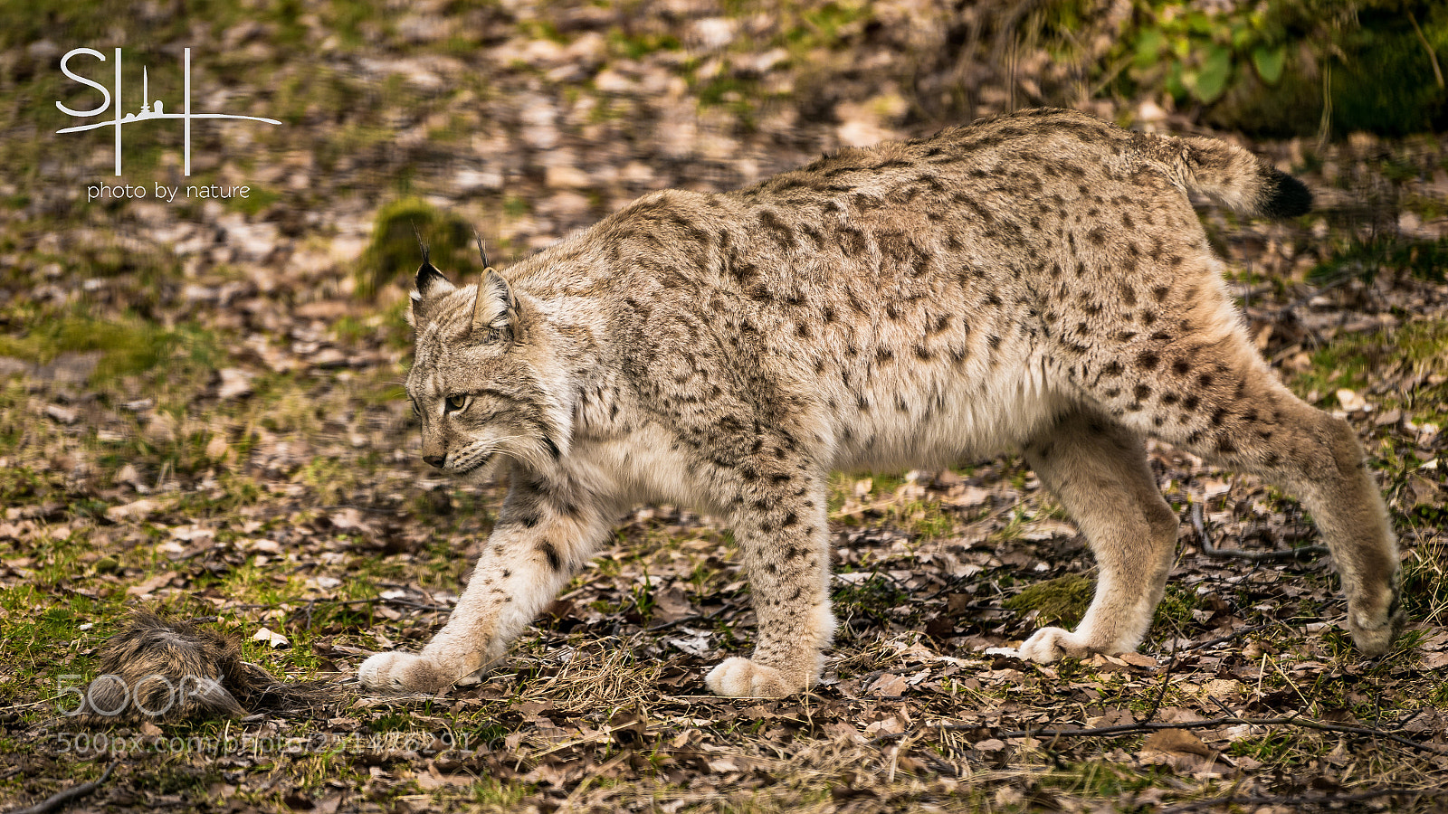 Sony a7 sample photo. Luchs im harz photography
