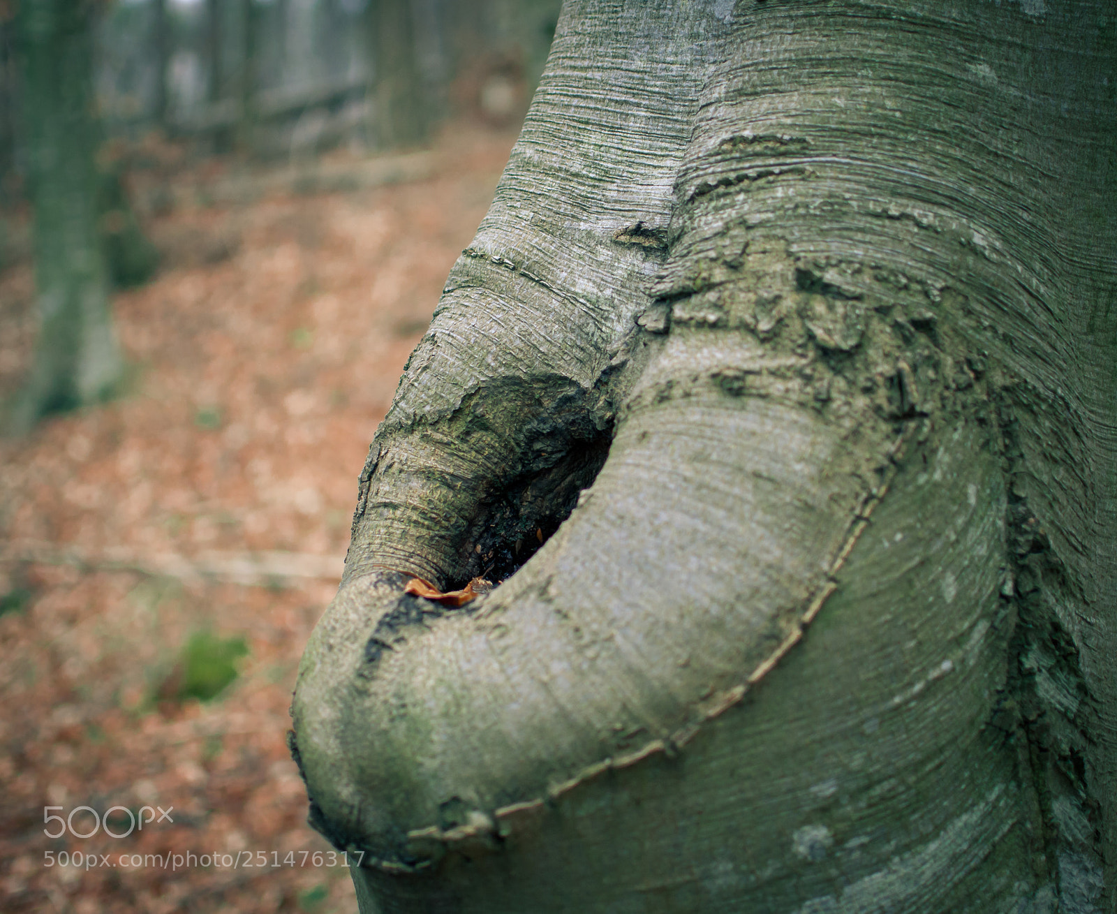 Nikon D90 sample photo. Faggio photography