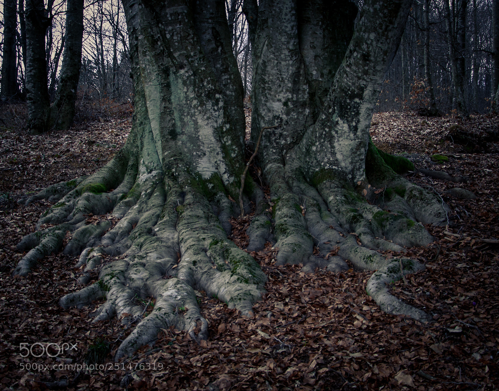 Nikon D90 sample photo. Radici photography