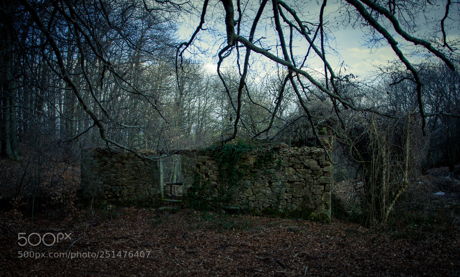 Nikon D90 sample photo. Casa nel bosco photography