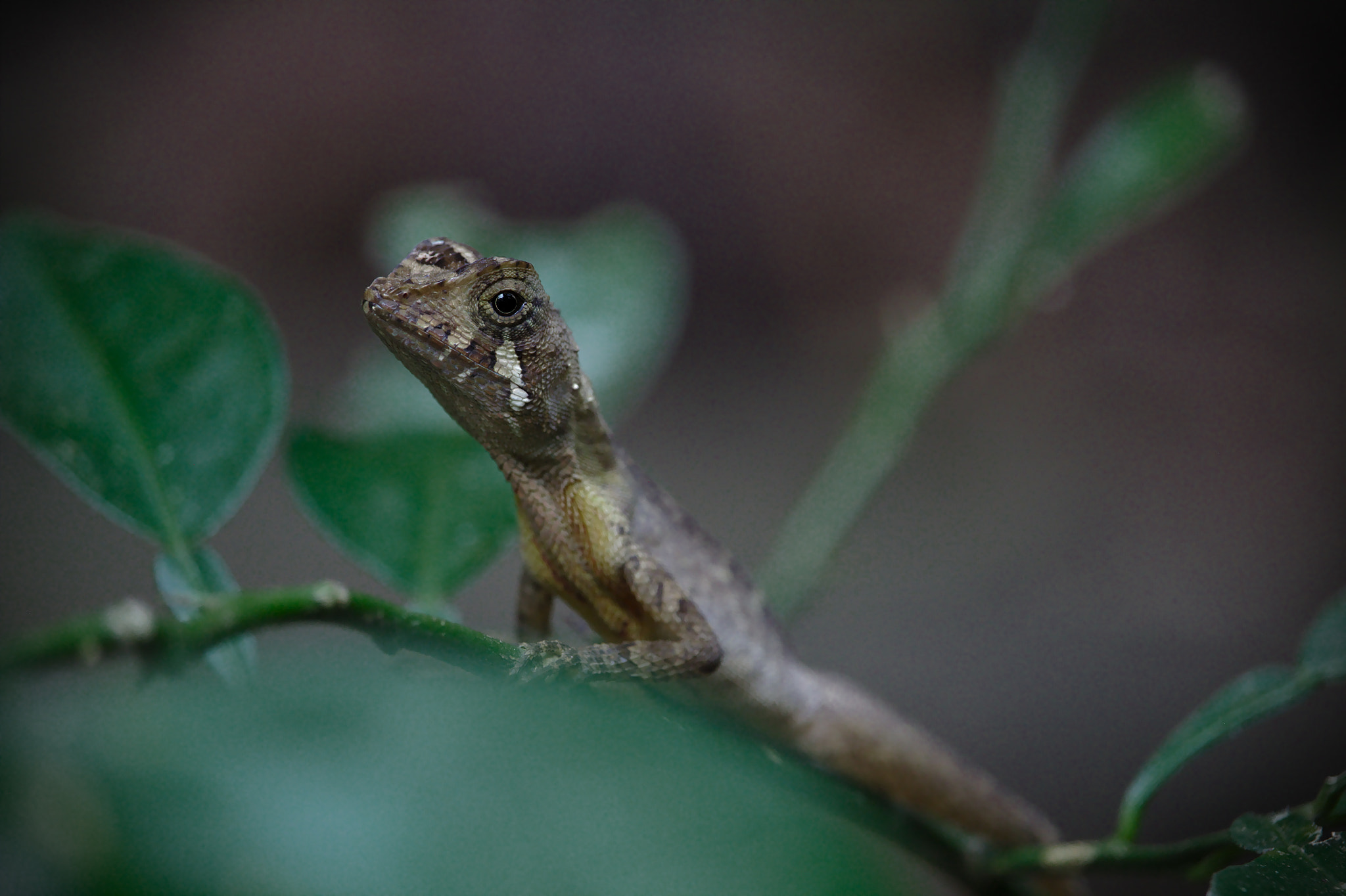 Canon EF-S 55-250mm F4-5.6 IS STM sample photo. Lizzard on twig photography