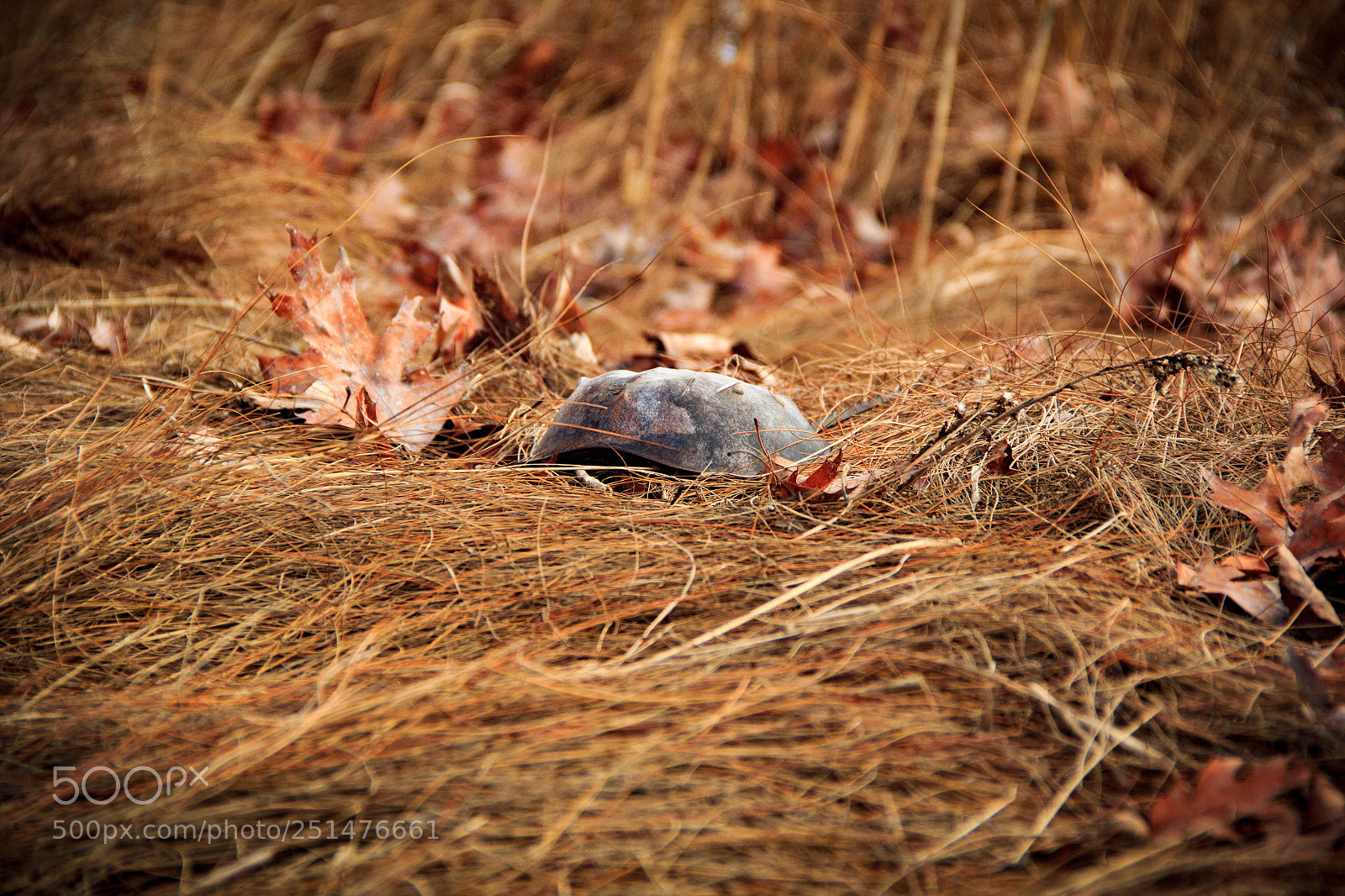 Canon EOS 60D sample photo. Horseshoe crab photography
