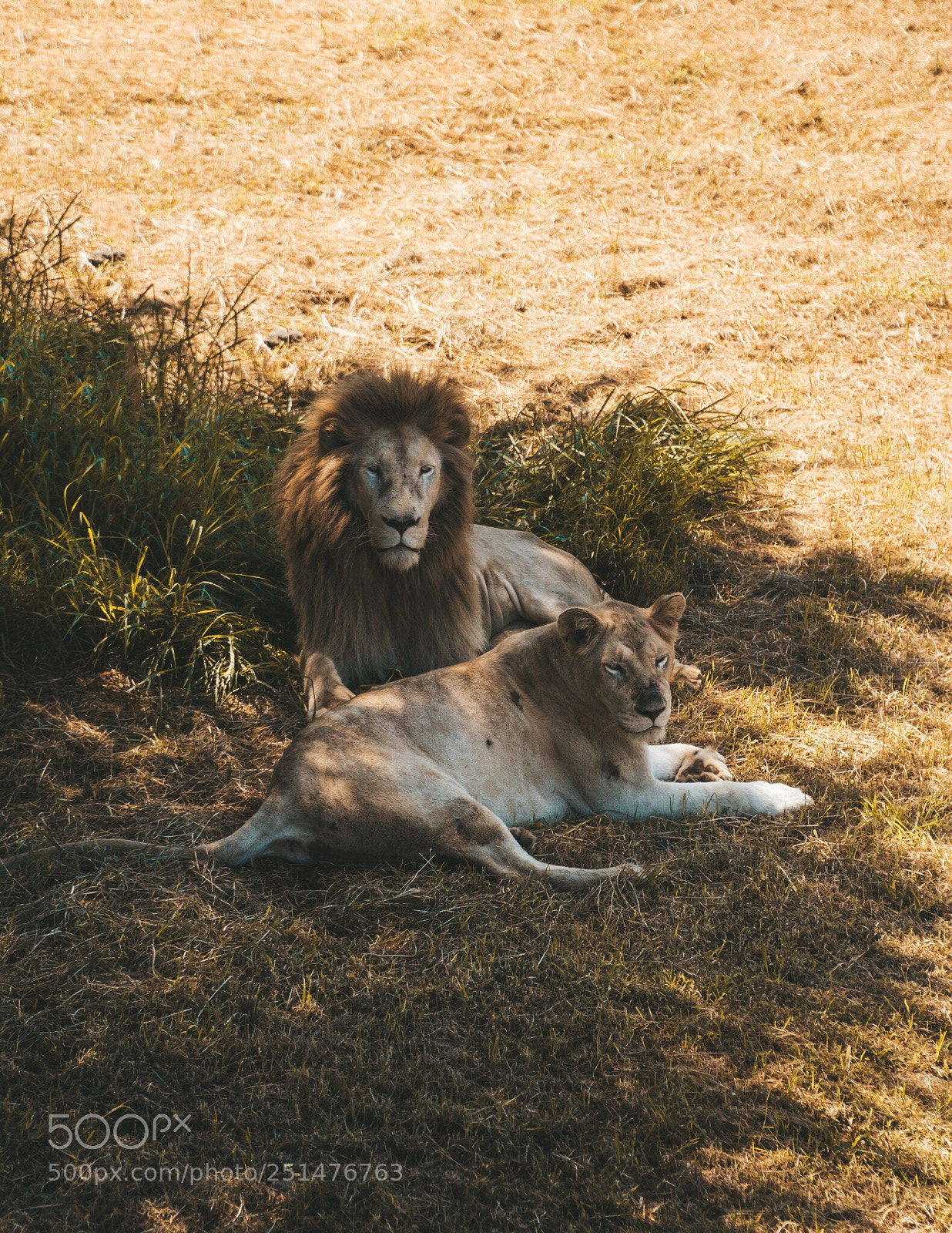 Sony a6300 sample photo. The king and the photography