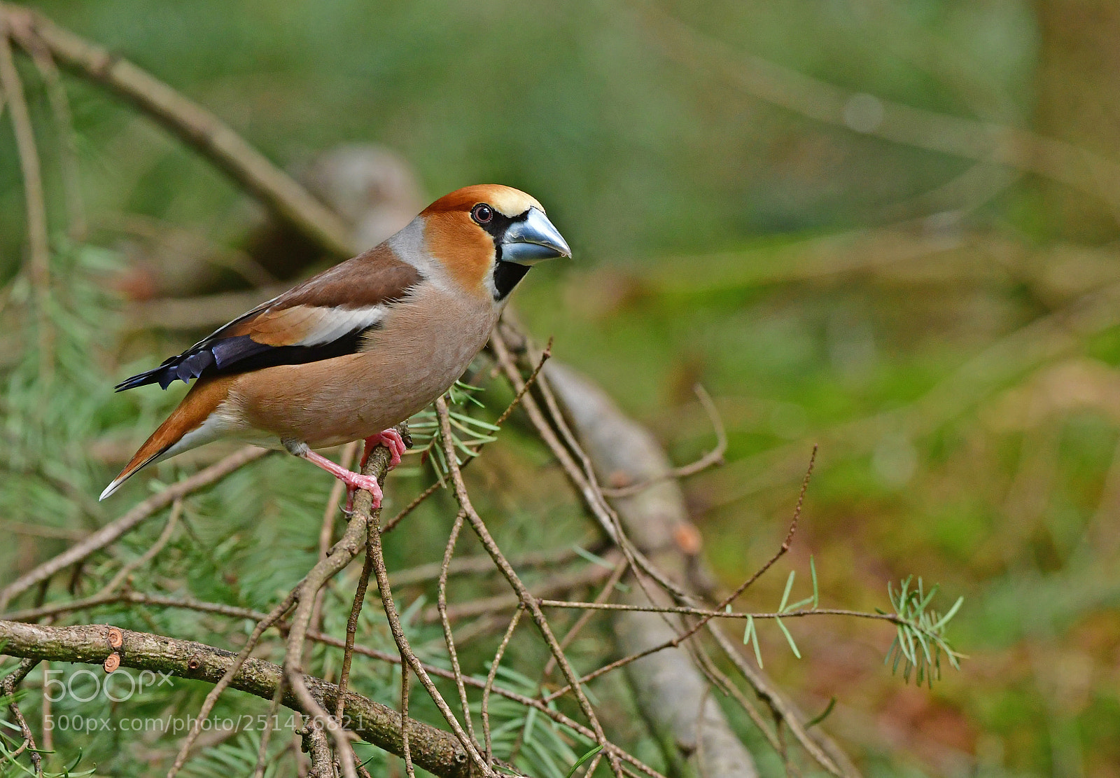 Nikon D500 sample photo. Appelvink photography