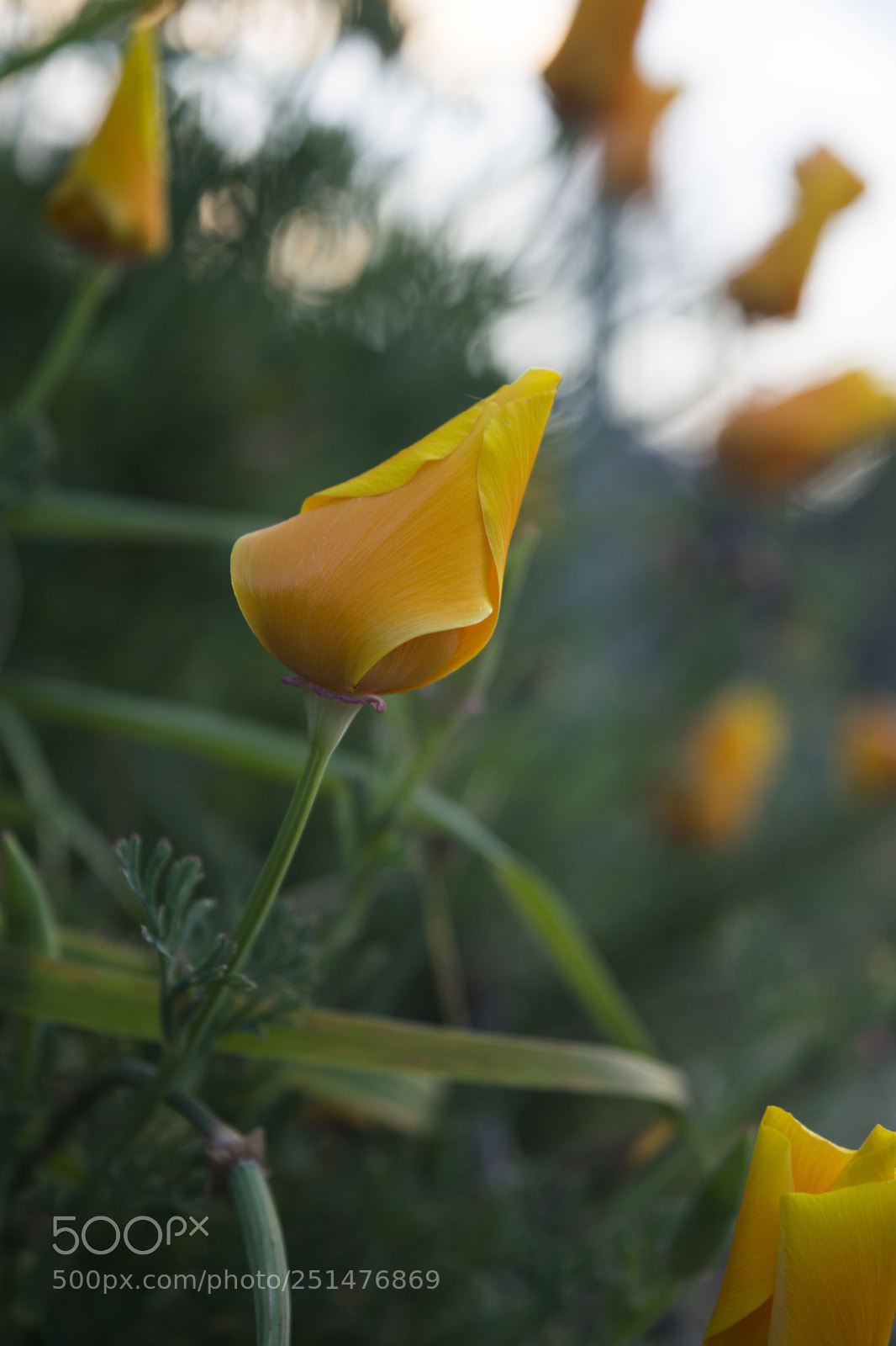 Nikon D5300 sample photo. Nature did its trick photography