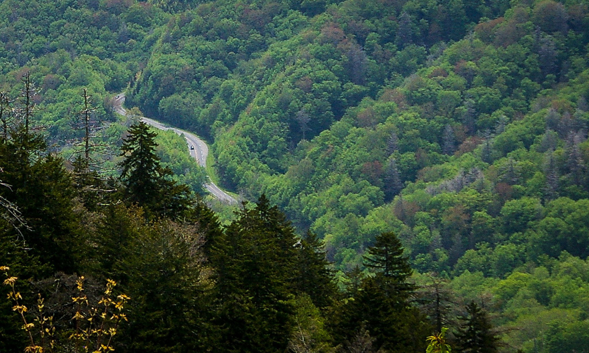 Pentax K100D sample photo. Smoky mountain spring photography