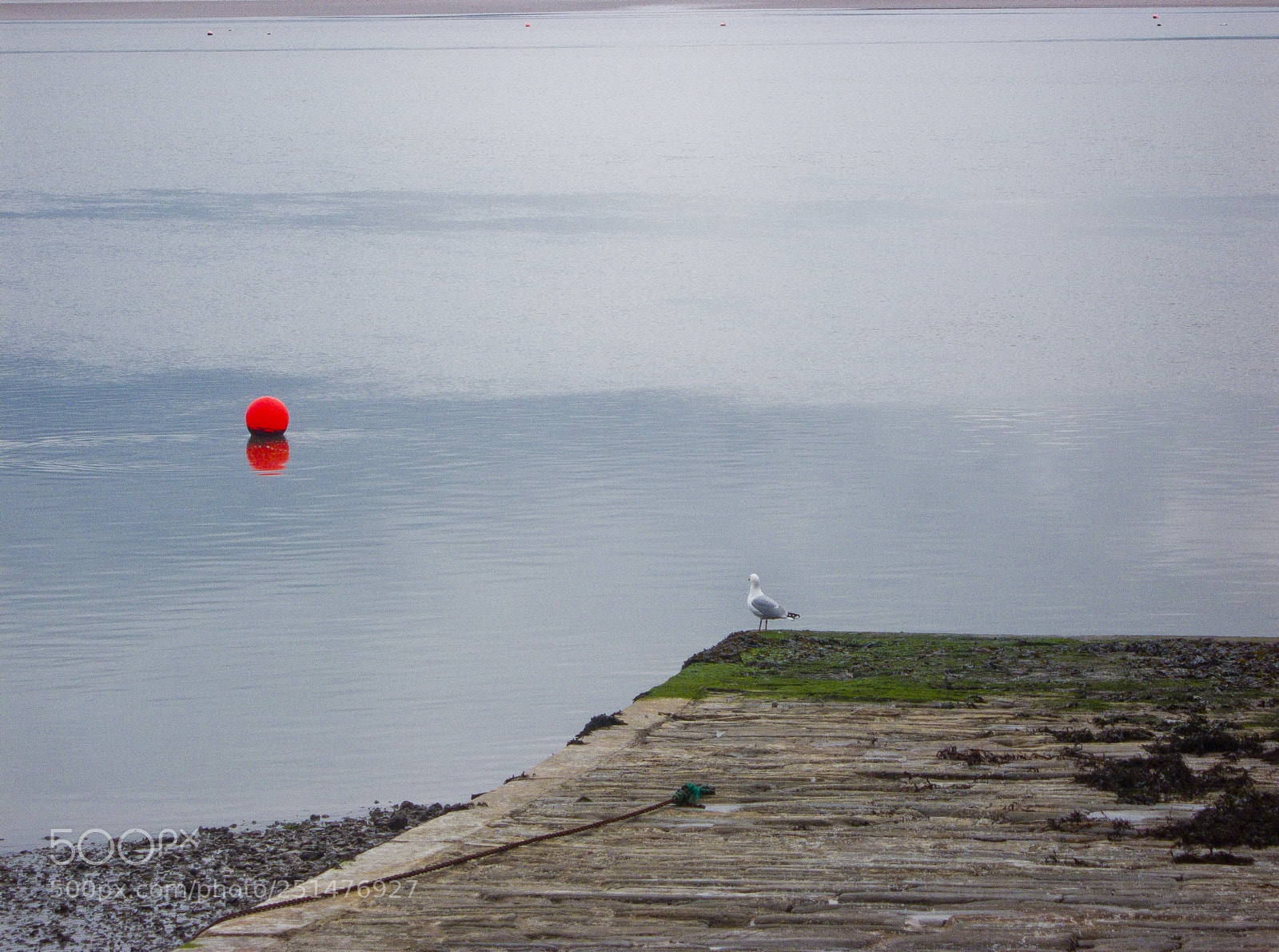 Canon PowerShot A470 sample photo. Pensive seagull photography
