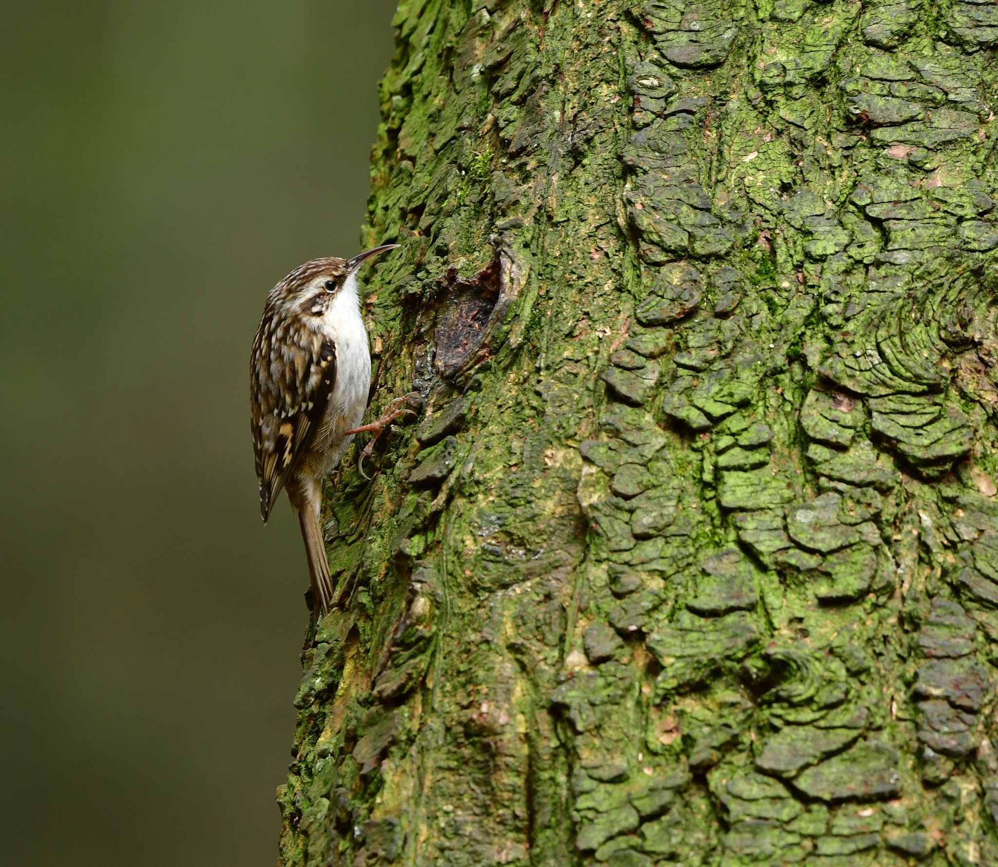 Nikon D500 + Nikon AF-S Nikkor 500mm F4G ED VR sample photo. Boomkruiper photography