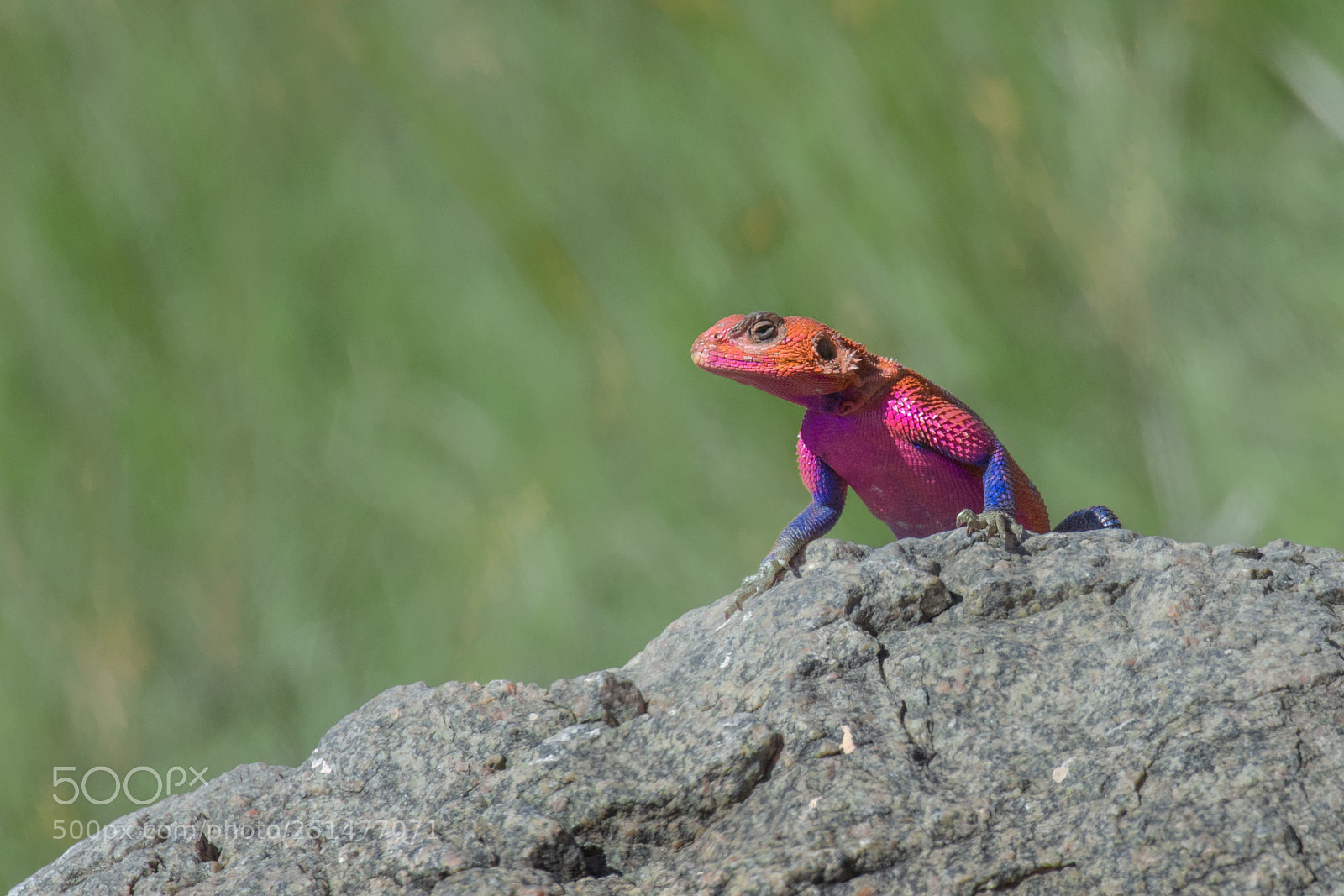 Canon EOS 5D Mark IV sample photo. Suspicious lizard photography
