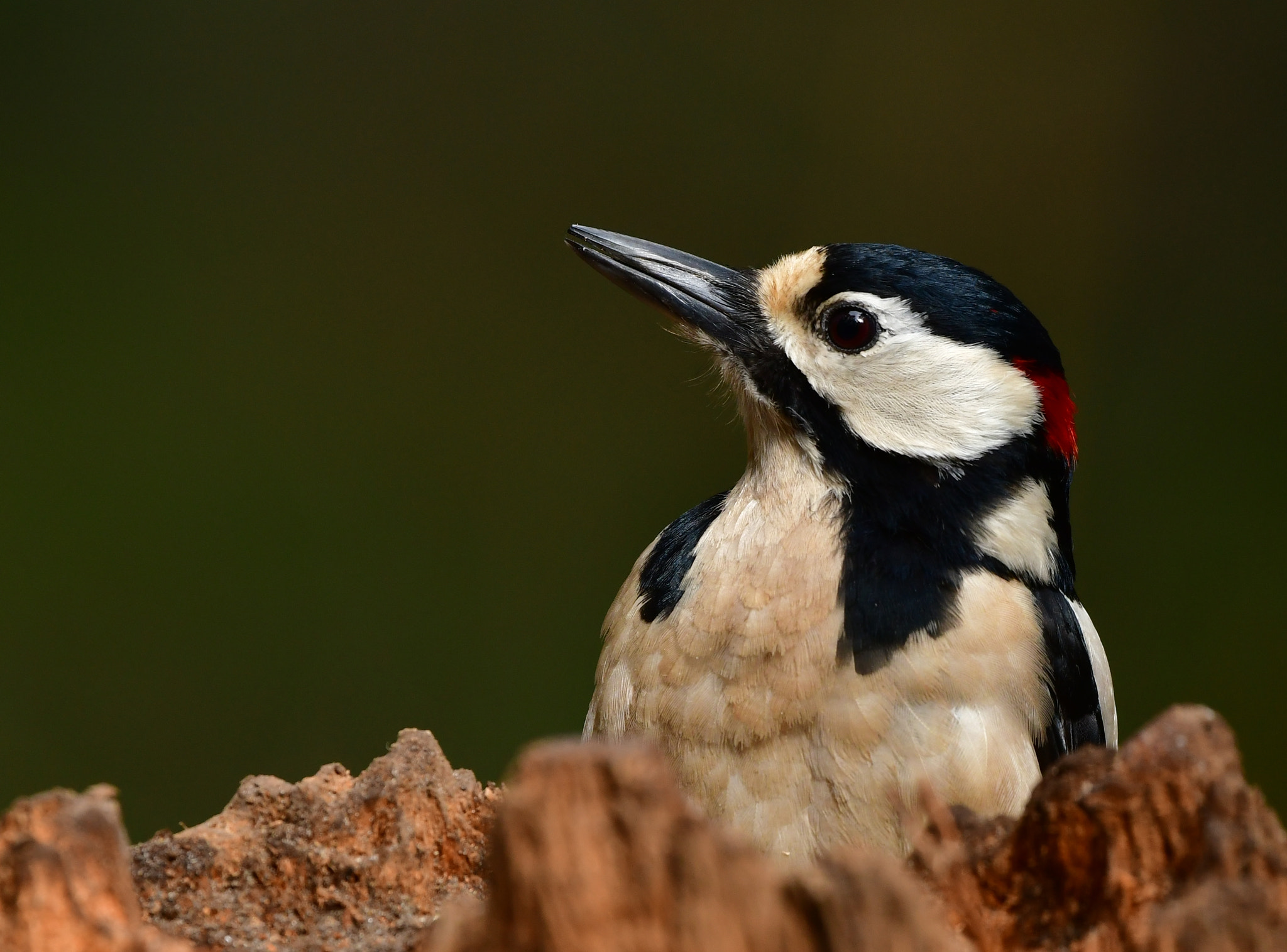 Nikon AF-S Nikkor 500mm F4G ED VR sample photo. Grote bonte specht photography