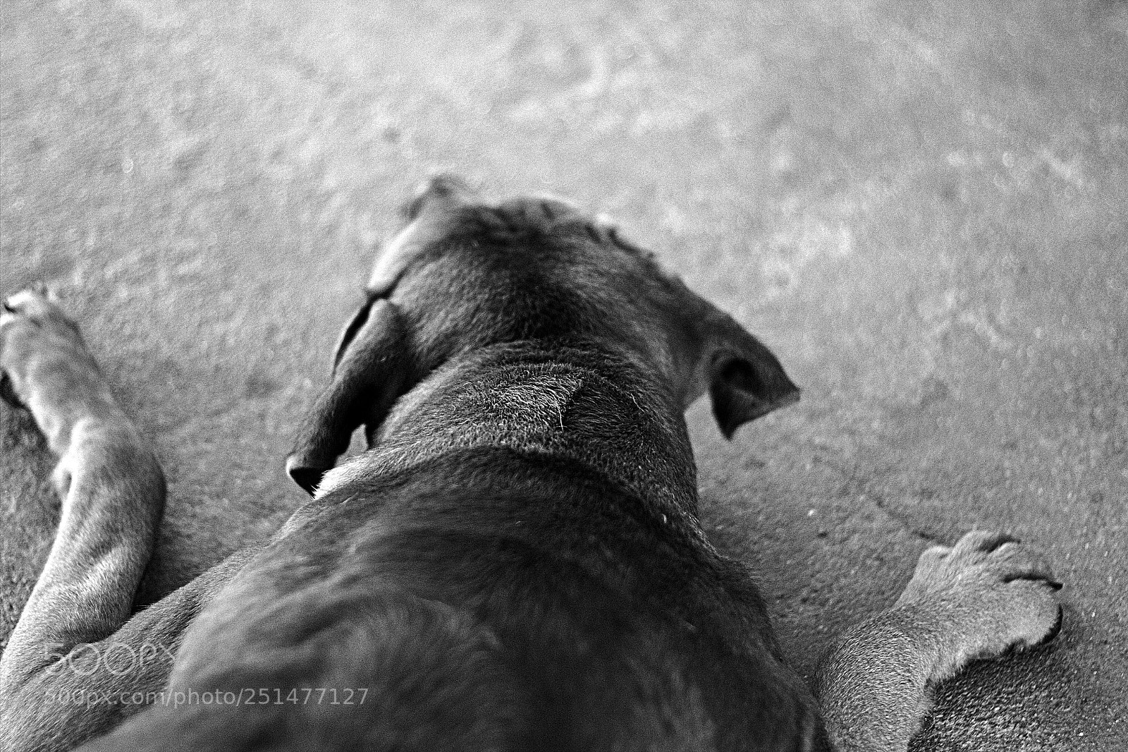 Canon EOS 60D + Canon EF 50mm F1.8 II sample photo. Oversized puppy photography